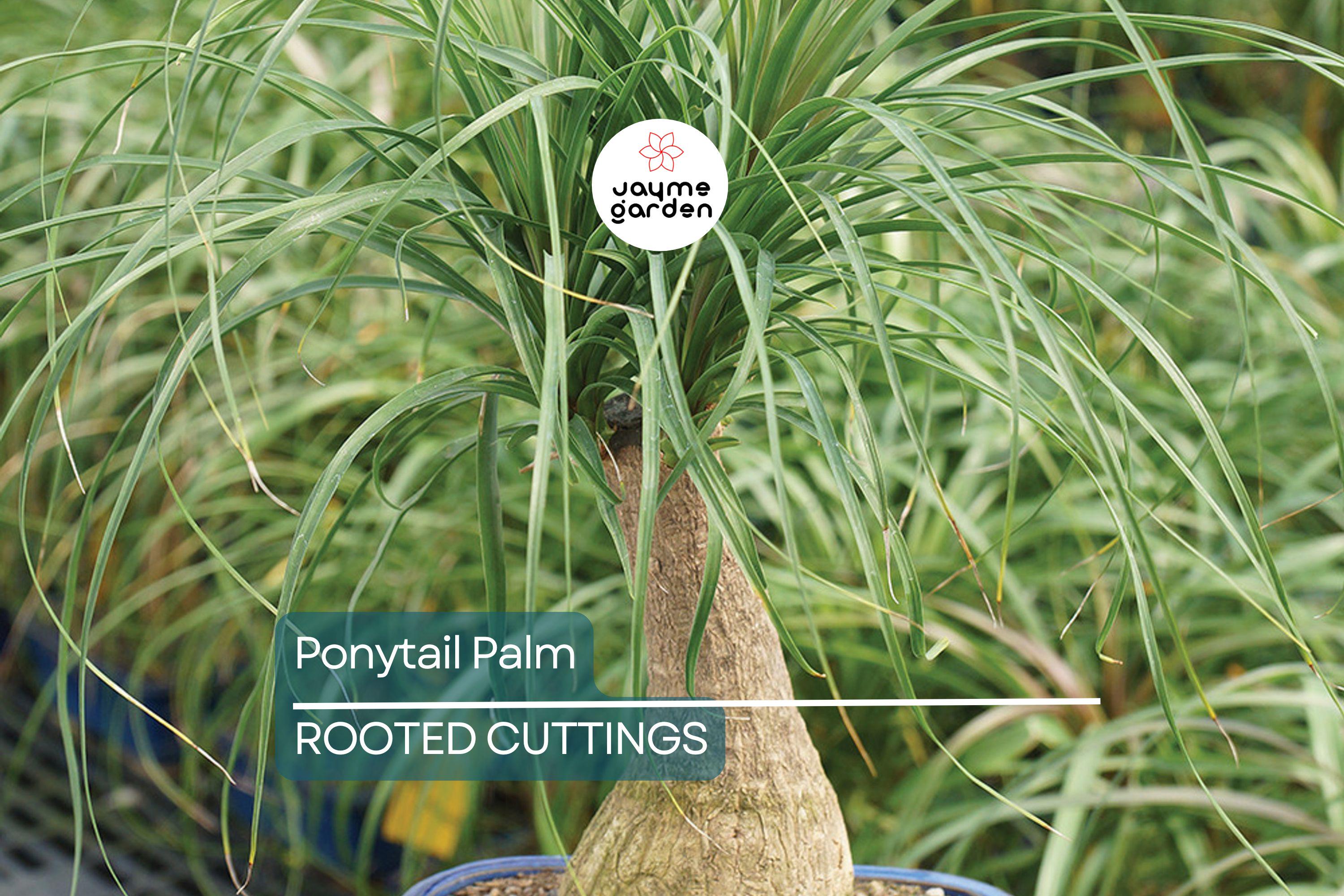 Beaucarnea Multi | Ponytail Palm | Rooted Cutting in 2" Pot | Air-Purifying Low-Maintenance Houseplant