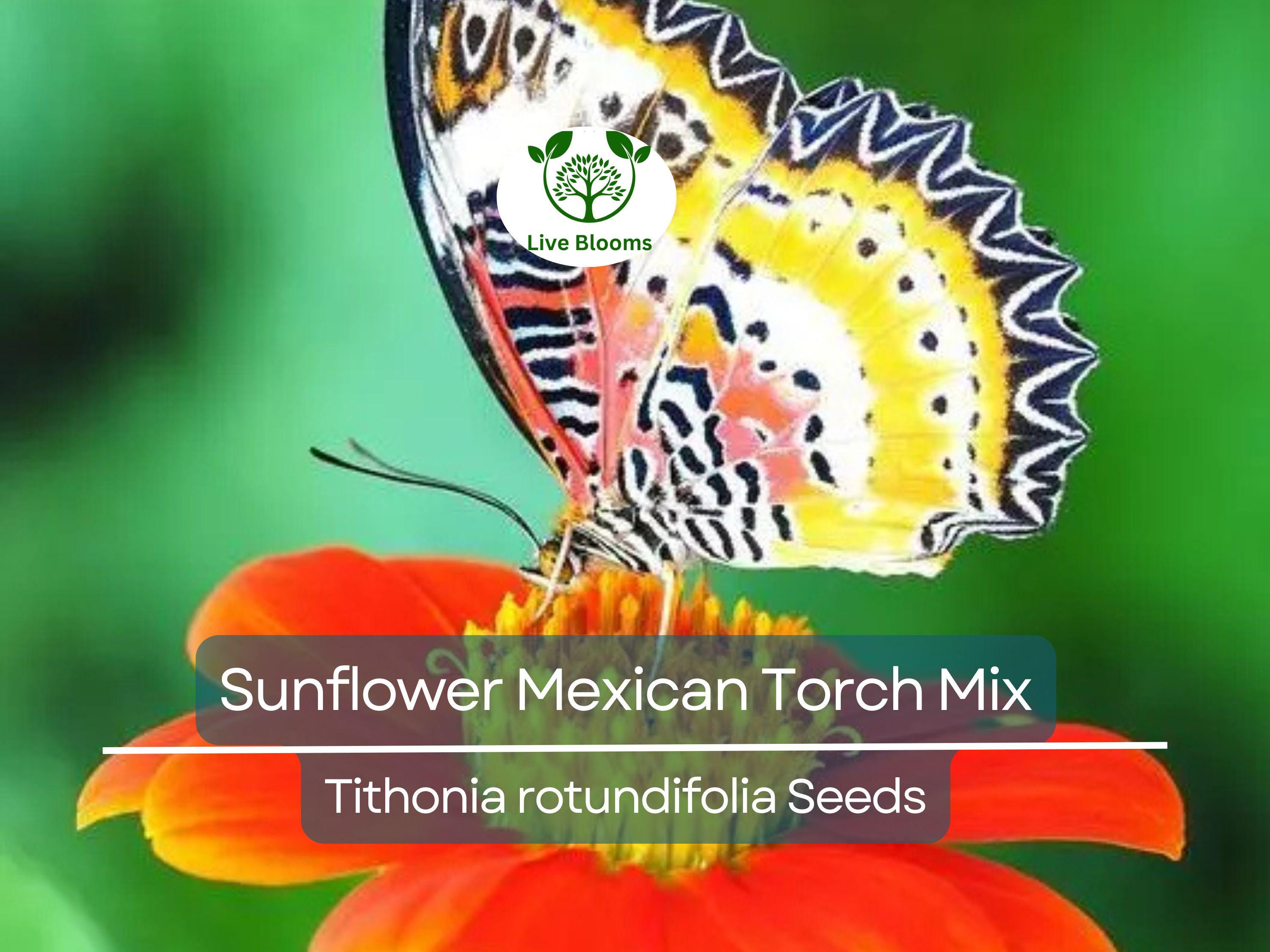 50 Seeds Sunflower Mexican Torch Mix, Non-GMO, Orange & Yellow Blooms, Pollinator Friendly, Bee Attracting, Beautiful Garden Flowers