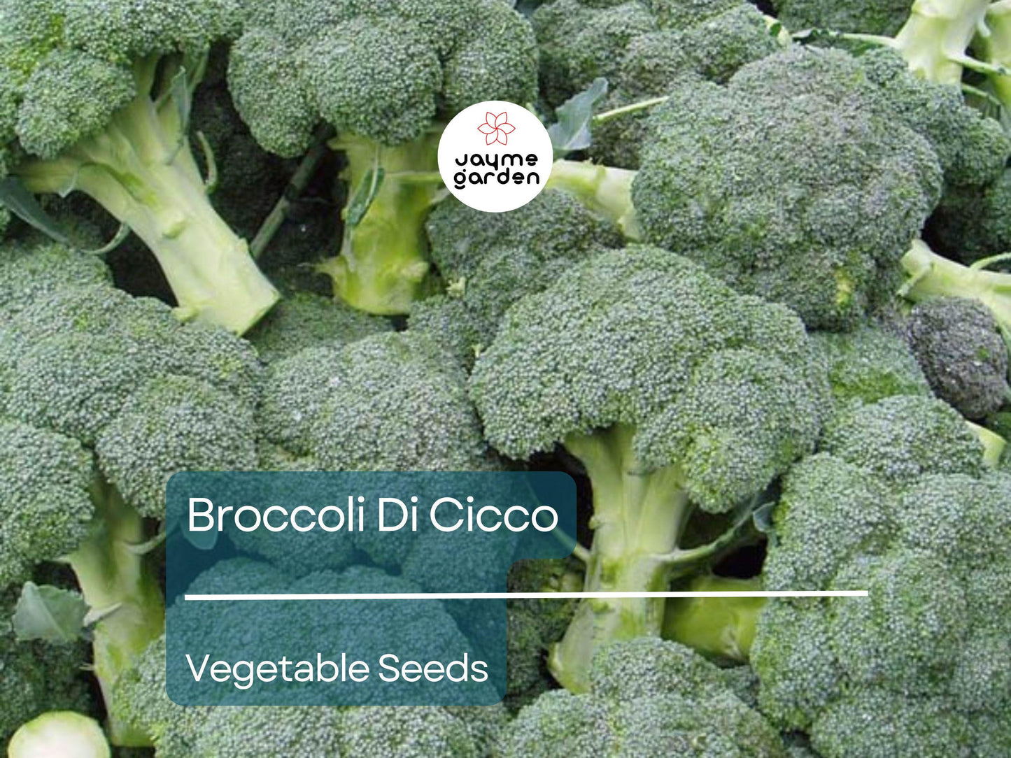Broccoli Di Cicco 1 Gram Seeds - Heirloom Non-GMO Variety - Tender, Sweet, High-Yield Broccoli for Fresh Eating, Steaming, & Stir-Fries