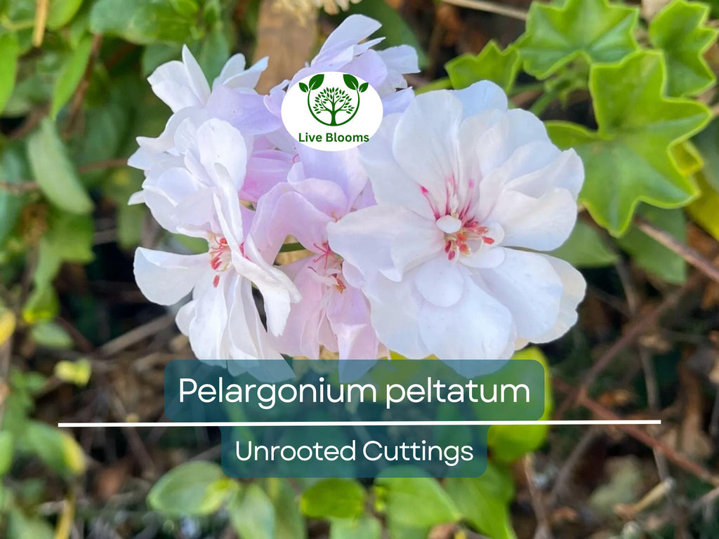 2 White Pink Pelargonium Peltatum Trailing Ivy Geranium Live Plant 6" Unrooted Cuttings, Geranium peltatum, Indoor/Outdoor Hanging Basket