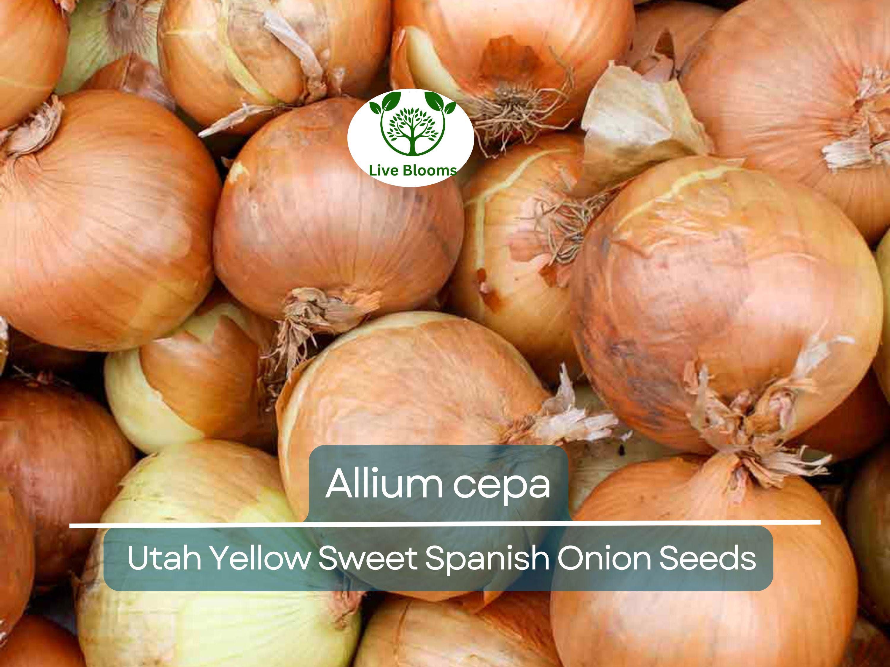 250 mg Seeds Onion Utah Yellow Sweet Spanish – Allium cepa | Heirloom Sweet Onion Seeds for Planting, Gardening & Cooking