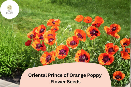 200+ Oriental Prince of Orange Poppy Seeds for Garden – Vibrant Orange Blooms, Easy to Grow Perennial Flowers