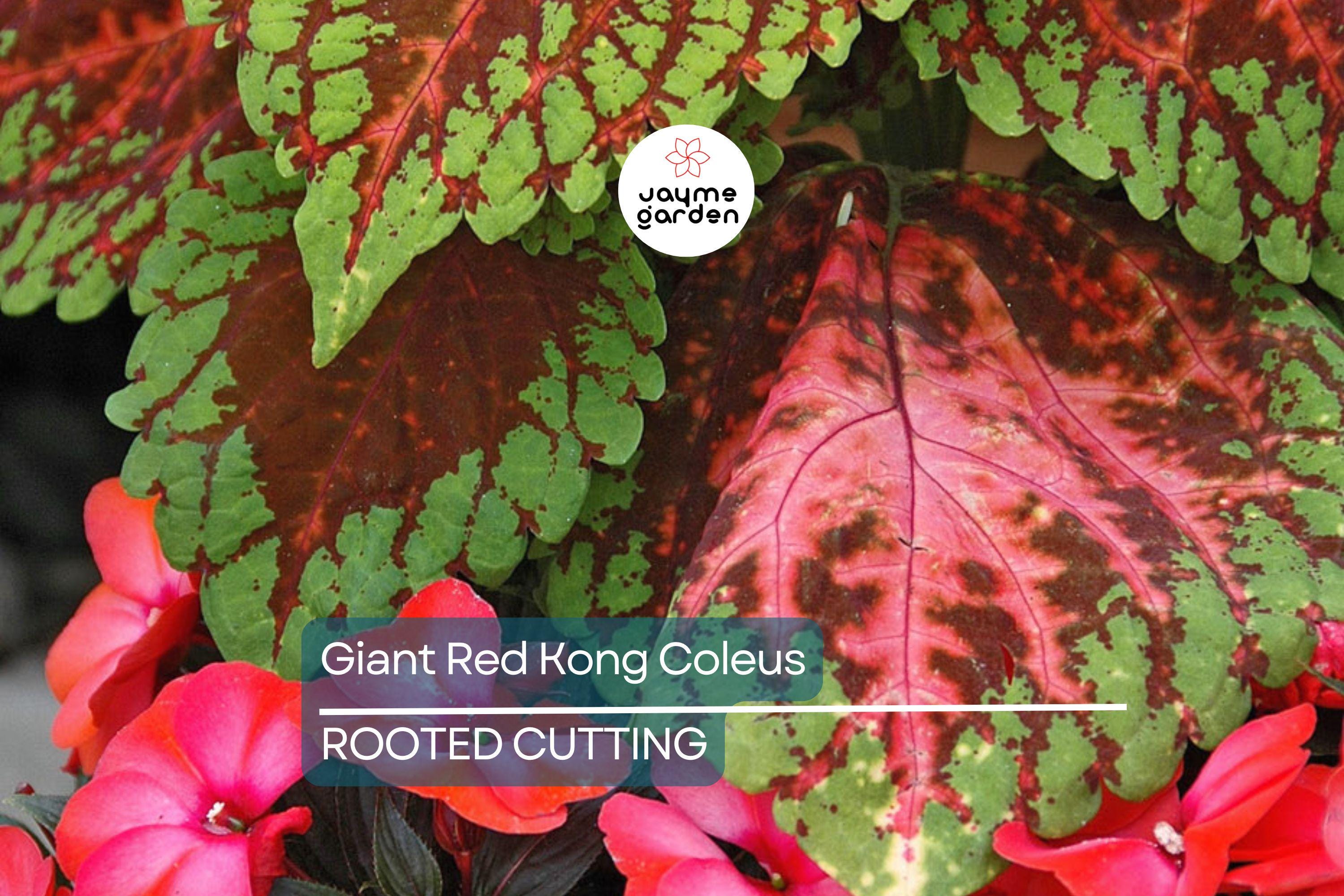 Giant Red Kong Coleus Rooted Plant | Vibrant Red Foliage | Fast Shipping | Live Flower