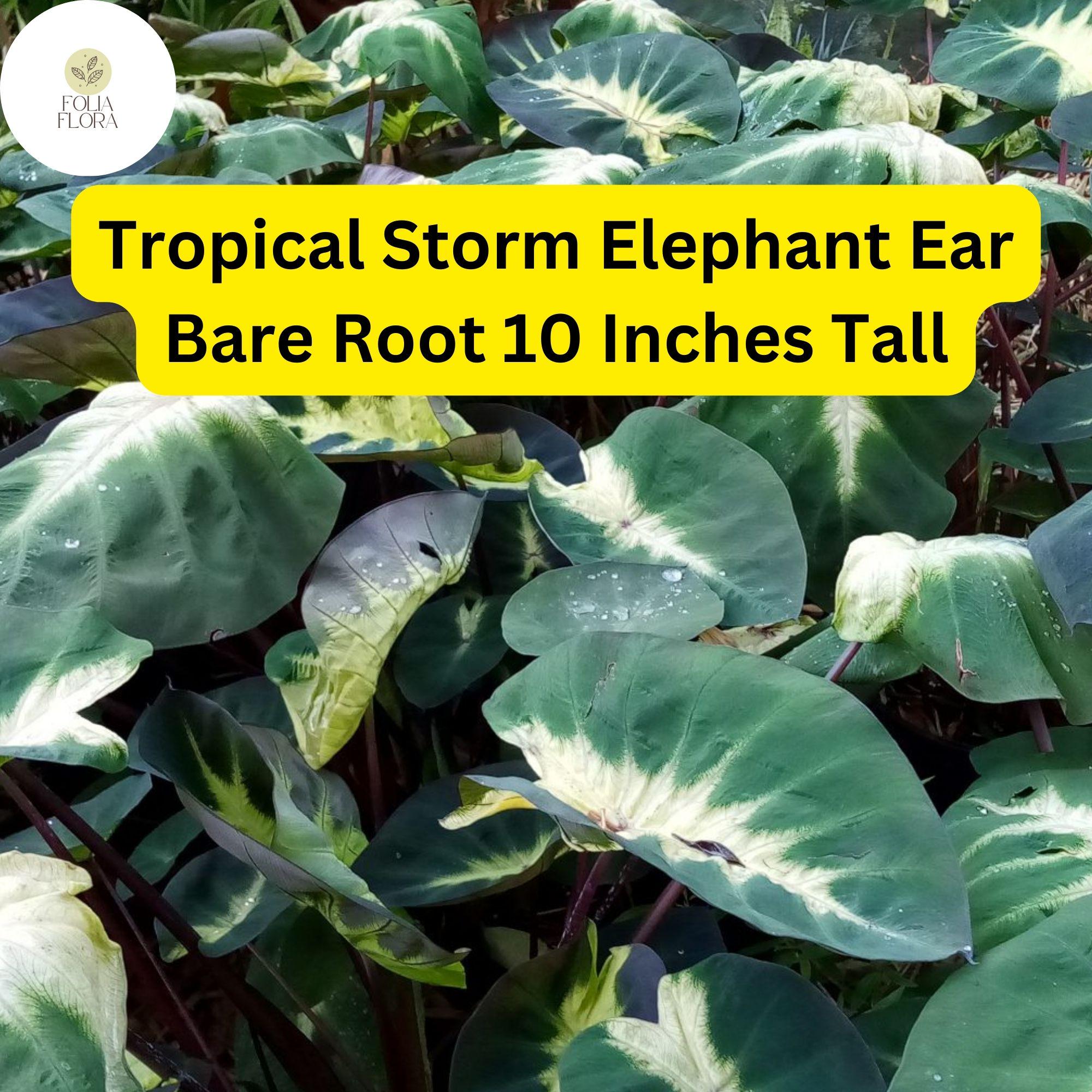 1 Colocasia esculenta ‘Tropical Storm’ - Elephant Ear Bare Root Live Plant 10” - Exotic Foliage