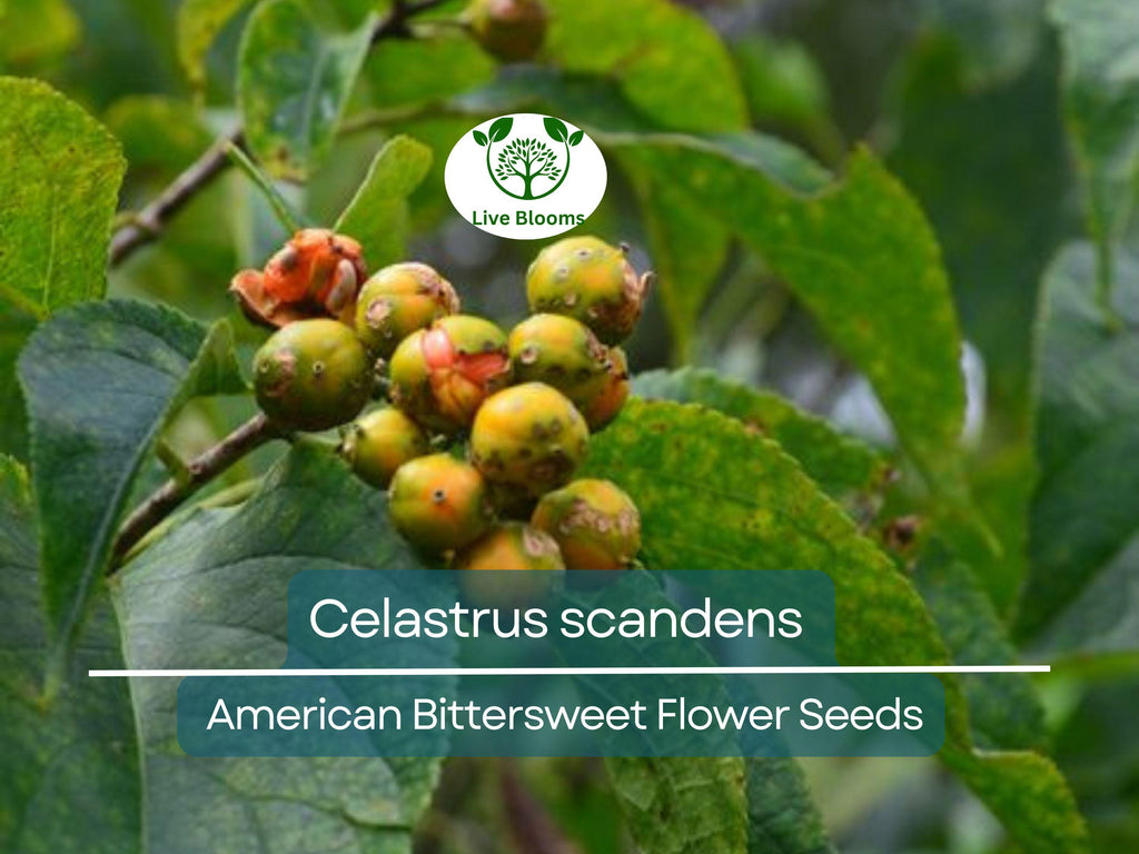 30 Seeds Celastrus scandens (American Bittersweet) for Planting | Native Climbing Vine for Garden, Landscaping & Wildlife Support