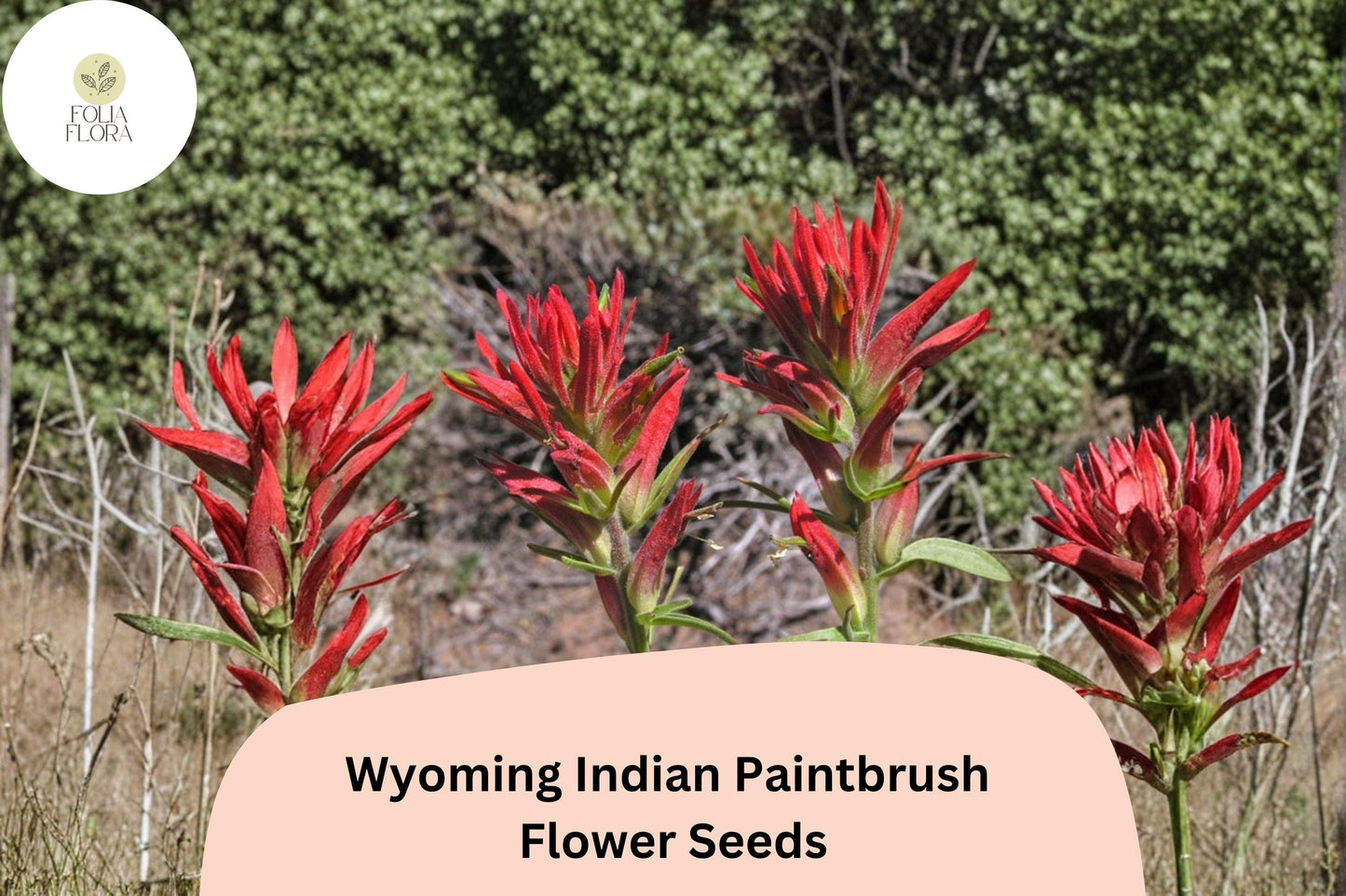 300 Castilleja linariifolia Seeds | Wyoming Indian Paintbrush | Native Red Wildflower for Meadow & Pollinator Gardens