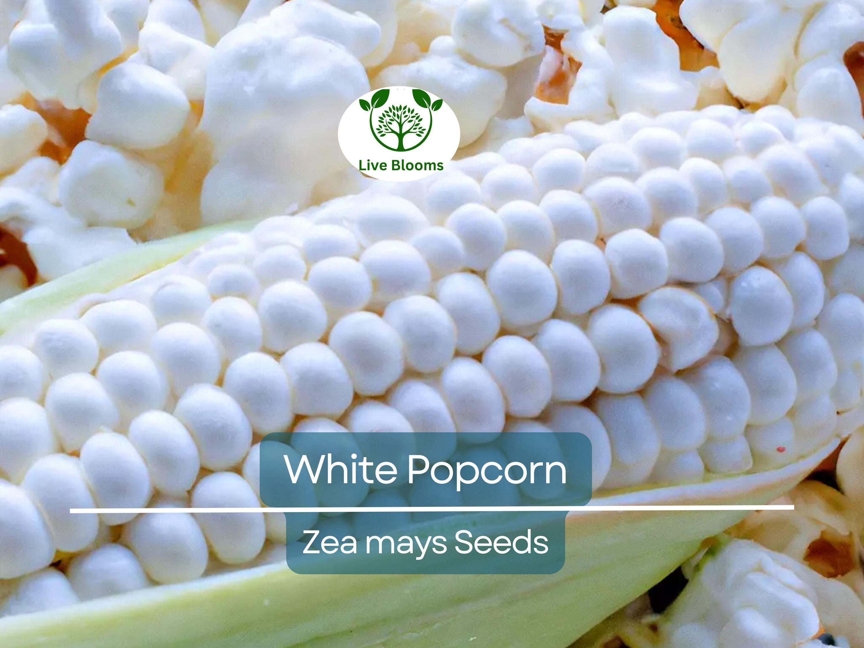 50 White Popcorn Seeds, Non-GMO Japanese Hulless Corn (Zea mays), Home Garden, Healthy Popcorn, Premium Organic, Easy to Grow