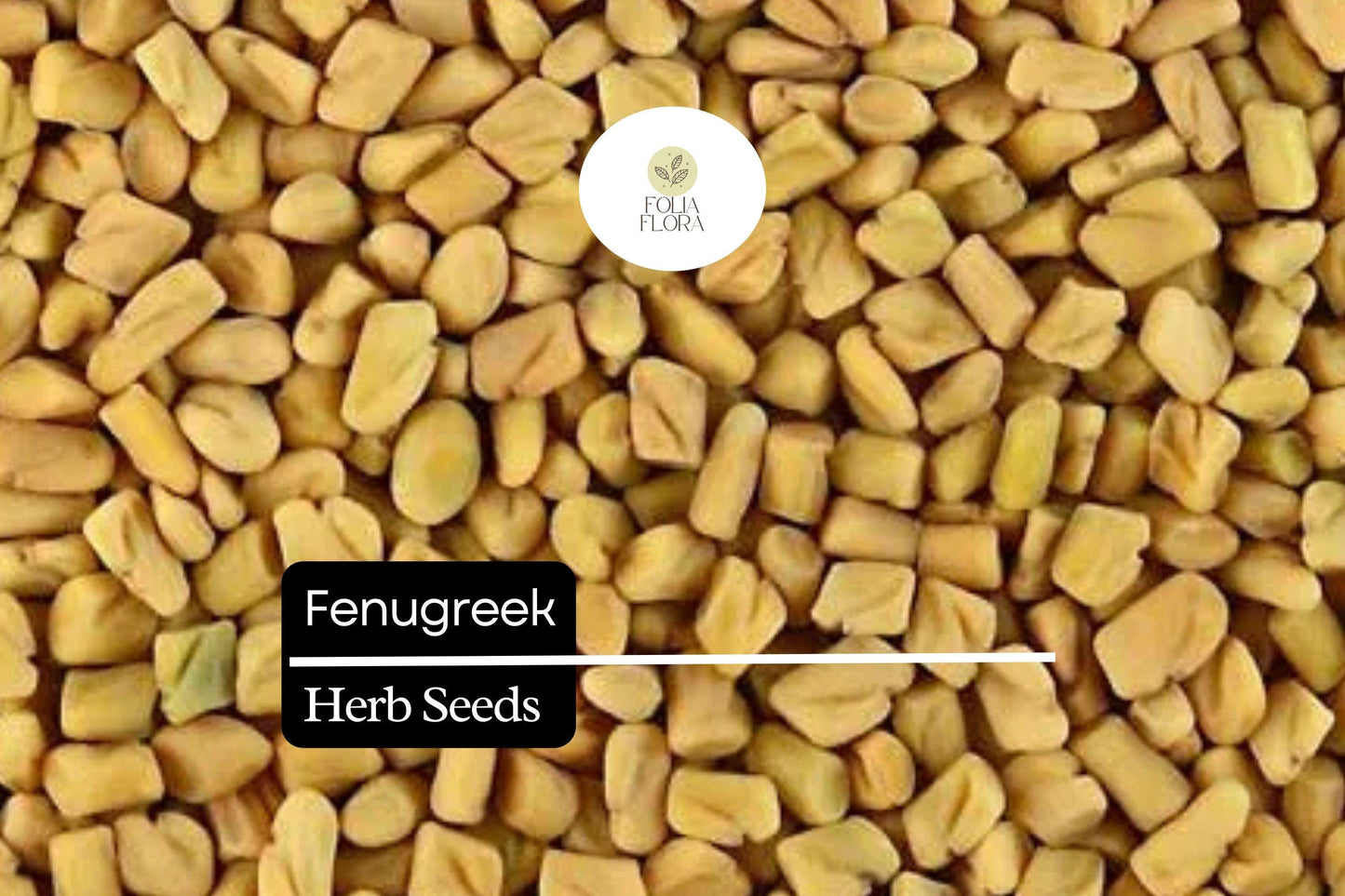 100 Fenugreek Herb Seeds – Trigonella foenum-graecum – Aromatic Culinary Herb, Fast-Growing, Non-GMO, Easy to Grow