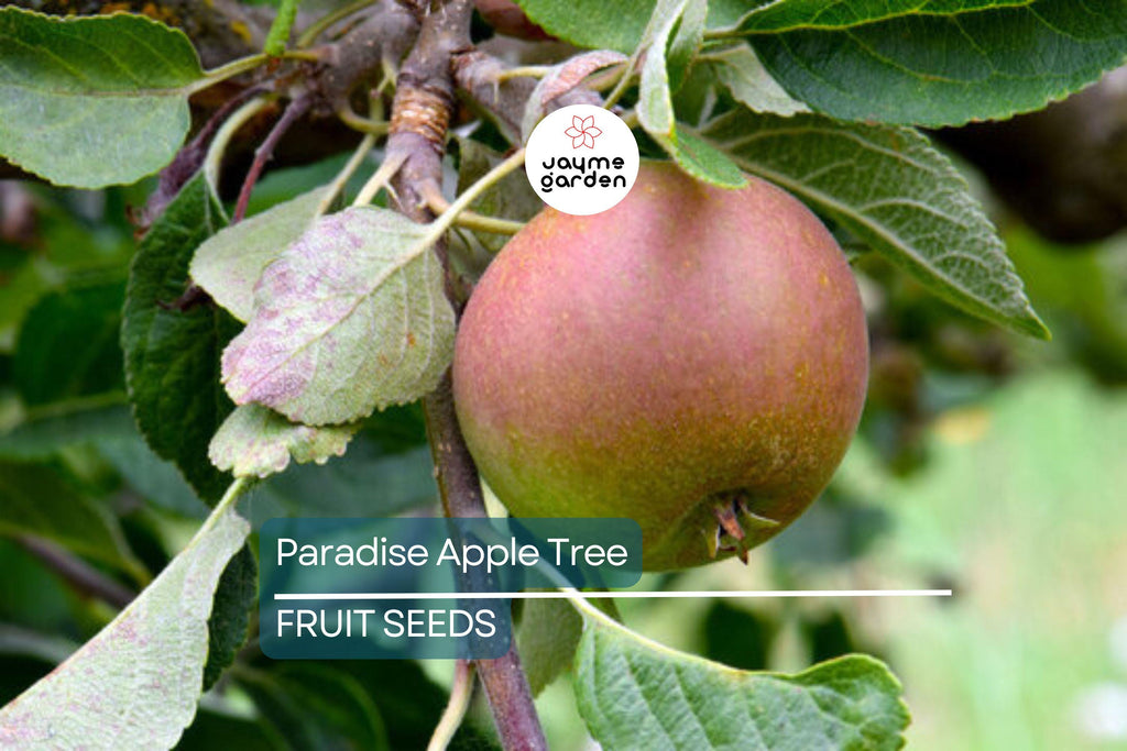 20 Paradise Apple Tree Seeds (Malus pumila) "Red Delicious" – Hardy 15-20 Ft Tall, Fruit & Flower Plant, Cold Tolerant