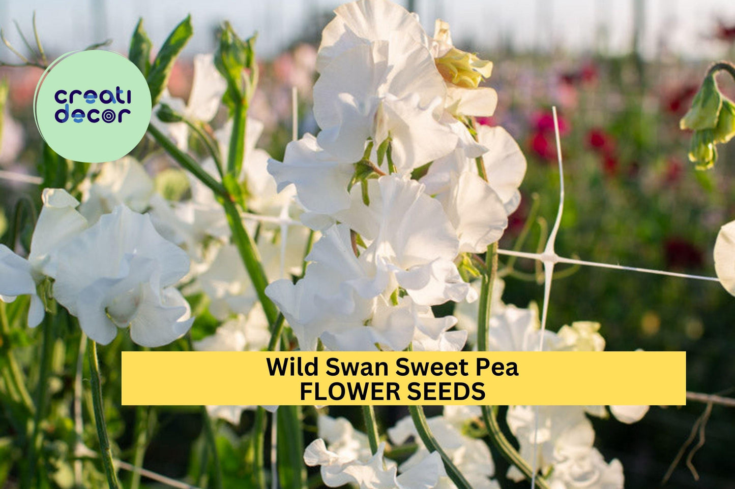 50+ Wild Swan Sweet Pea Seeds – Soft White & Lavender Fragrant Blooms for Garden Planting, Climbing Vines for Trellises – USA
