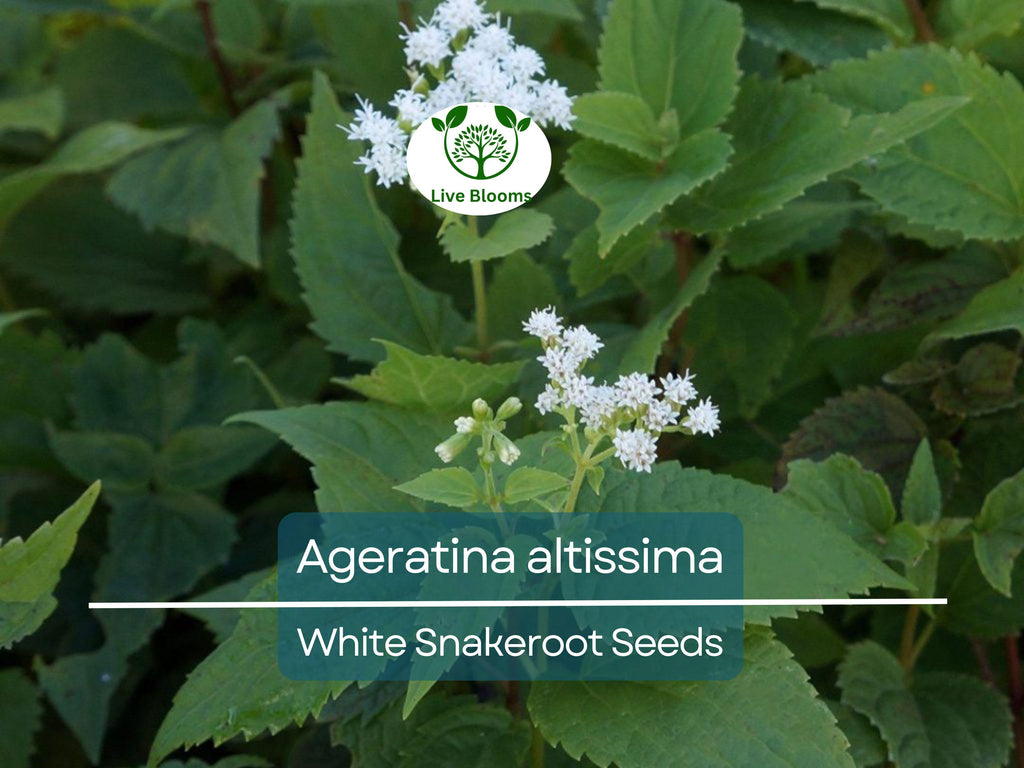 500 Ageratina Altissima White Snakeroot Seeds, Native Perennial, White Flowers, Pollinator-Friendly, Woodland Garden