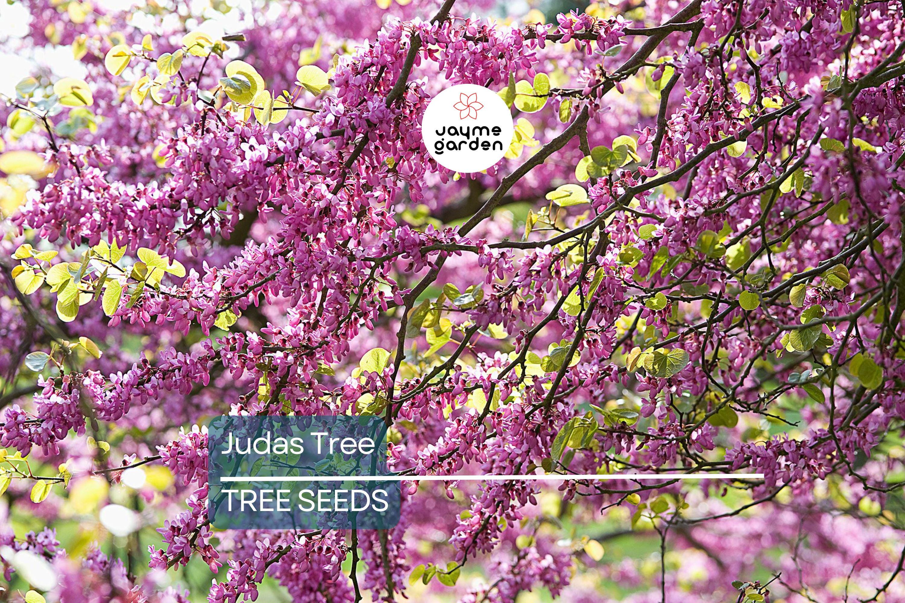 20 Judas Tree Seeds (Cercis siliquastrum) – Mediterranean Redbud, Fast-Growing & Hardy