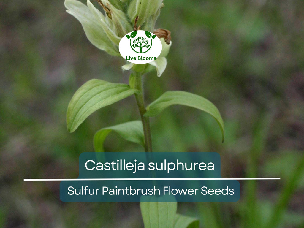 100 mg Seeds Castilleja sulphurea (Sulfur Paintbrush) Indian Paint Brush for Planting | Vibrant Wildflower for Pollinator Gardens