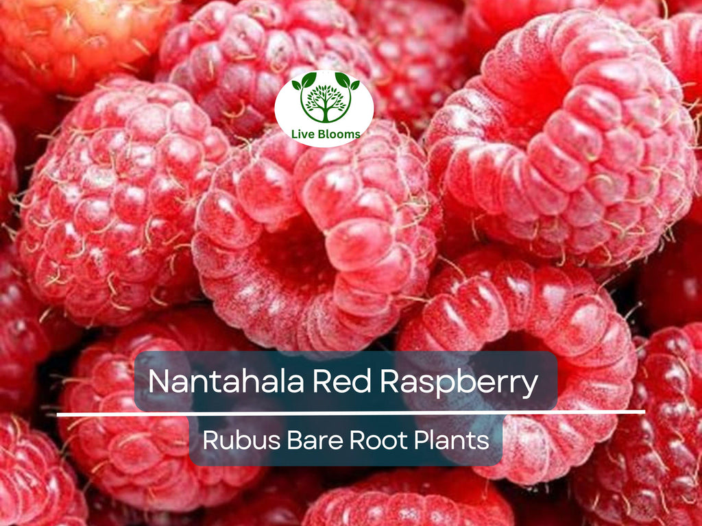 1 Nantahala Red Raspberry Plant - Rubus - Bare Root Starter Plant - Edible Fruit Garden Berry Bush