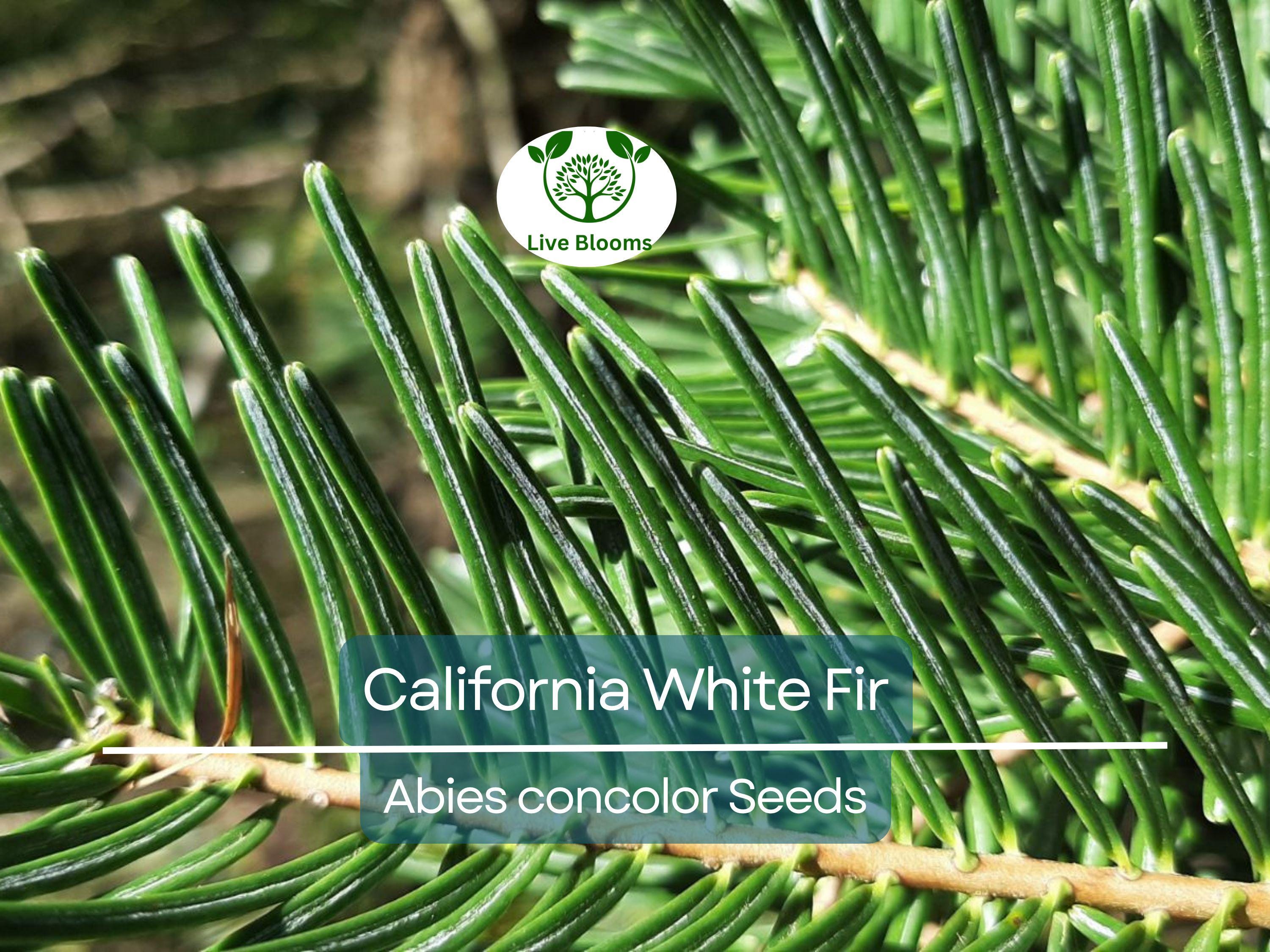 30 California White Fir Tree Seeds (Abies Concolor) | Pine, Evergreen, Hardy Conifer for Landscaping, Reforestation & Garden