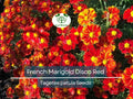 100 Seeds French Marigold Disco Red, Non-GMO Beneficial Garden Flowers, Bright Red Blooms, Easy to Grow