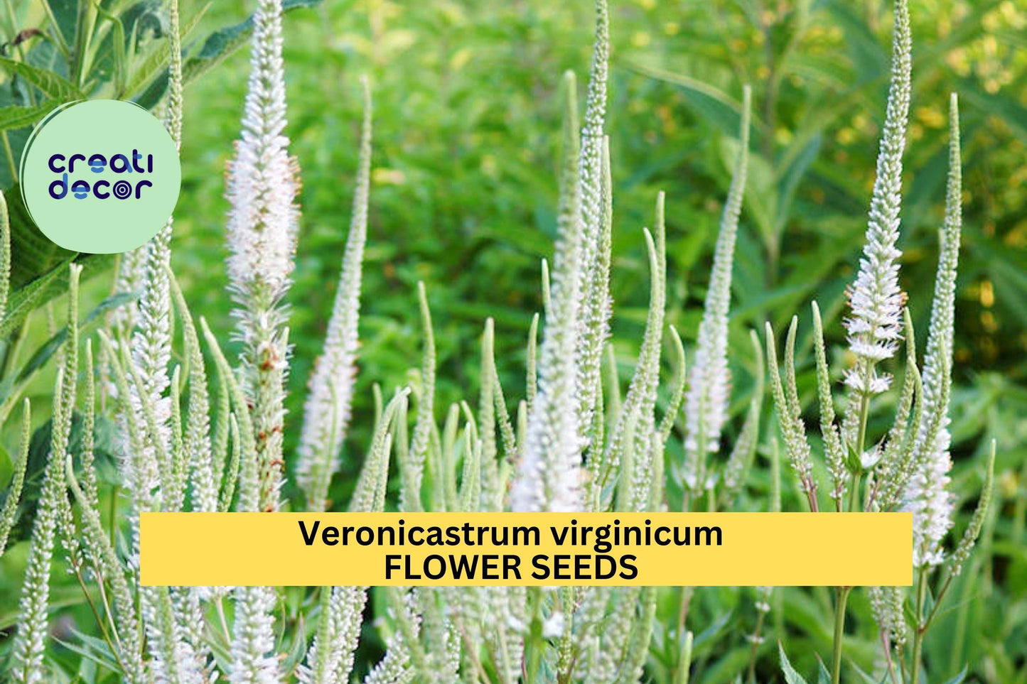 2500 Seeds Culver's Root Seeds (Veronicastrum virginicum)–Tall Native Pollinator Plant for Garden or Prairie Planting Seeds for Planting