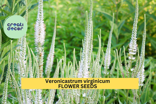 2500 Seeds Culver's Root Seeds (Veronicastrum virginicum)–Tall Native Pollinator Plant for Garden or Prairie Planting Seeds for Planting