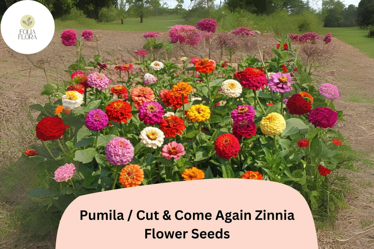 100+ Pumila Zinnia Seeds | Cut & Come Again Mix | Colorful Easy Annual Flowers | Pollinator Friendly Garden Blooms