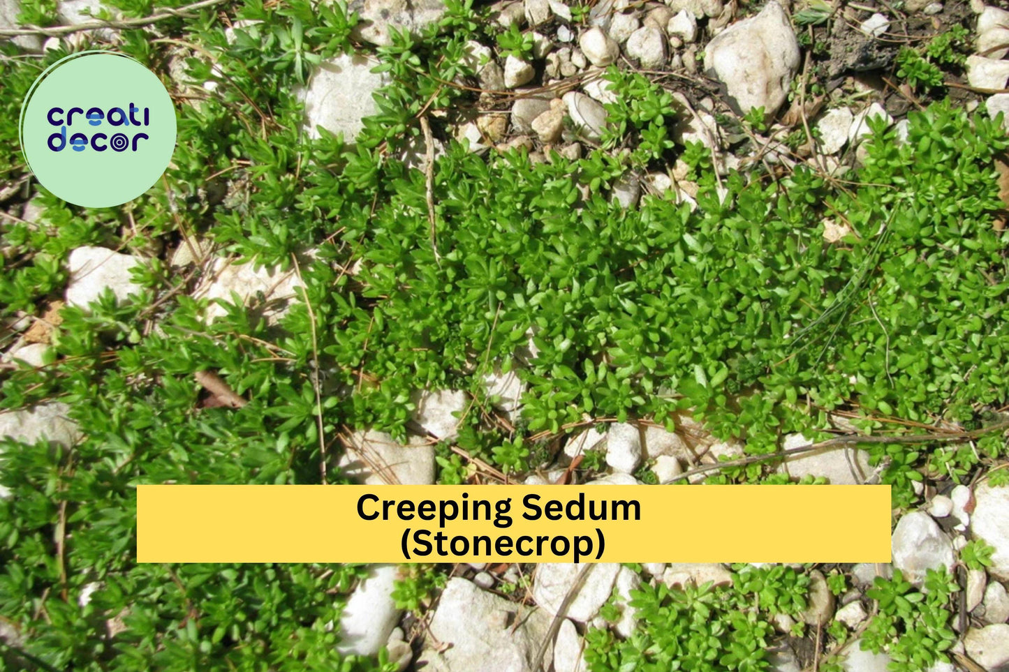 Creeping Sedum Groundcover – 25 Live Cuttings (1–3”) – Hardy Perennial Stonecrop for Borders, Rock Gardens & Pots