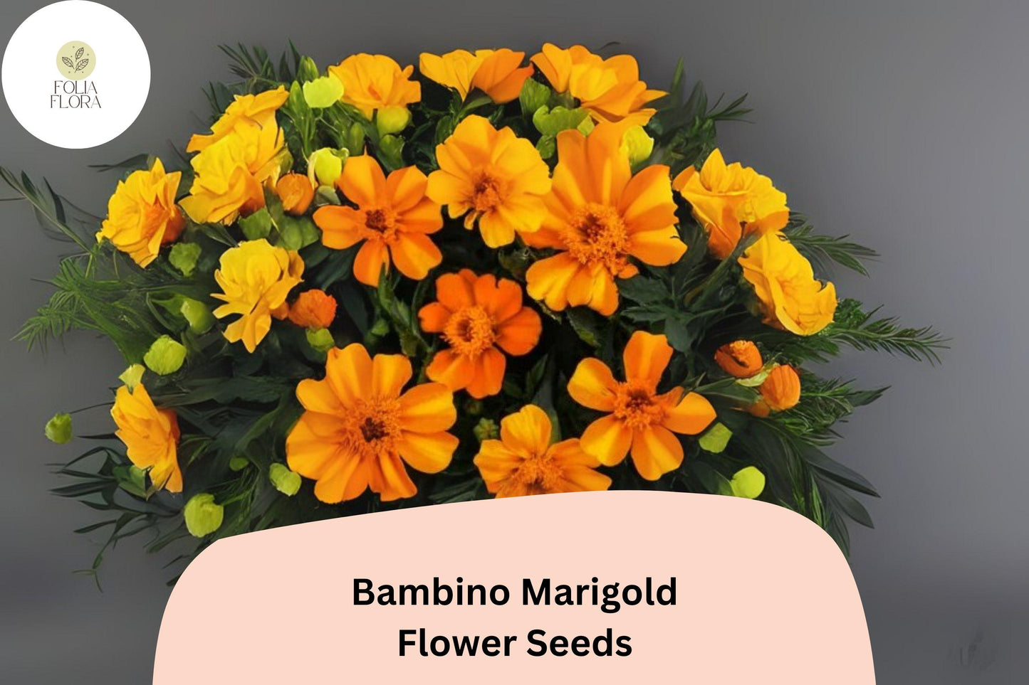 25+ Bambino Marigold Seeds | Compact Dwarf Marigold | Bright Orange Blooms | Easy Annual Flower for Garden Planting