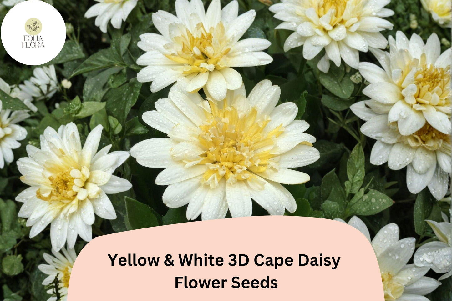 50+ Yellow & White 3D Cape Daisy Seeds | Osteospermum ecklonis | Bicolor Blooms | Vibrant Garden Flower Seeds