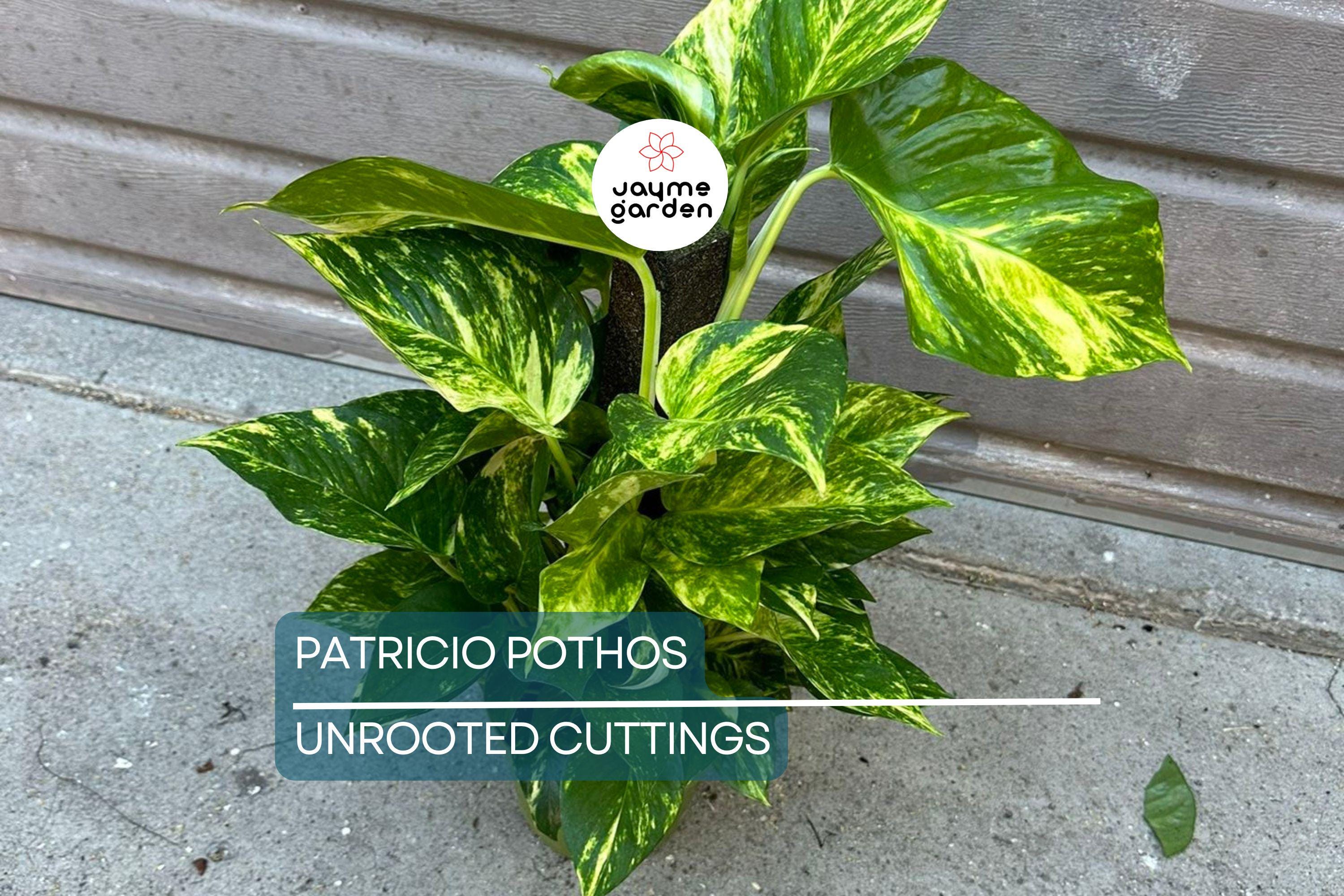 Rare Patricio Pothos Cutting - Highly Variegated Hybrid Golden - Unrooted with 2+ Nodes - Indoor/Outdoor Houseplant