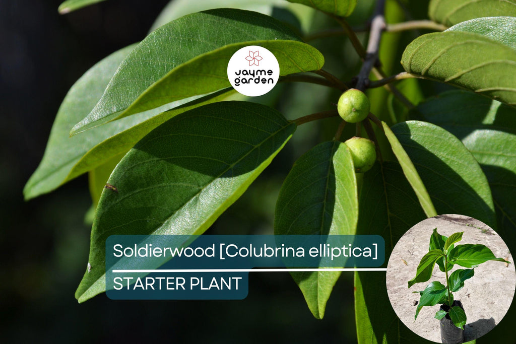 Soldierwood Tree Colubrina Elliptica Live Starter Plant 12-24″ | Wildlife-Friendly Tropical Tree | Hardy Evergreen for Coastal Gardens