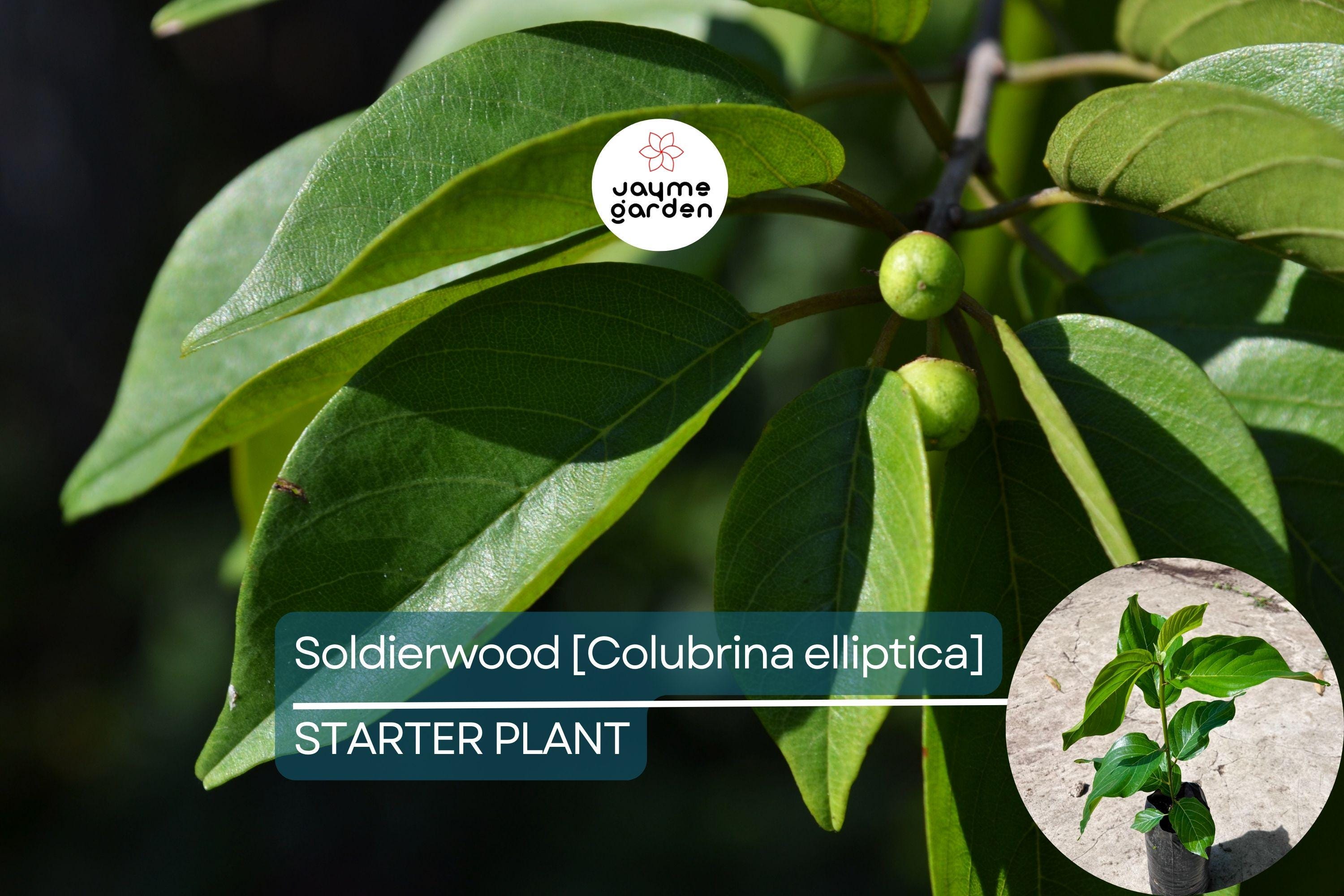 Soldierwood Tree Colubrina Elliptica Live Starter Plant 12-24″ | Wildlife-Friendly Tropical Tree | Hardy Evergreen for Coastal Gardens