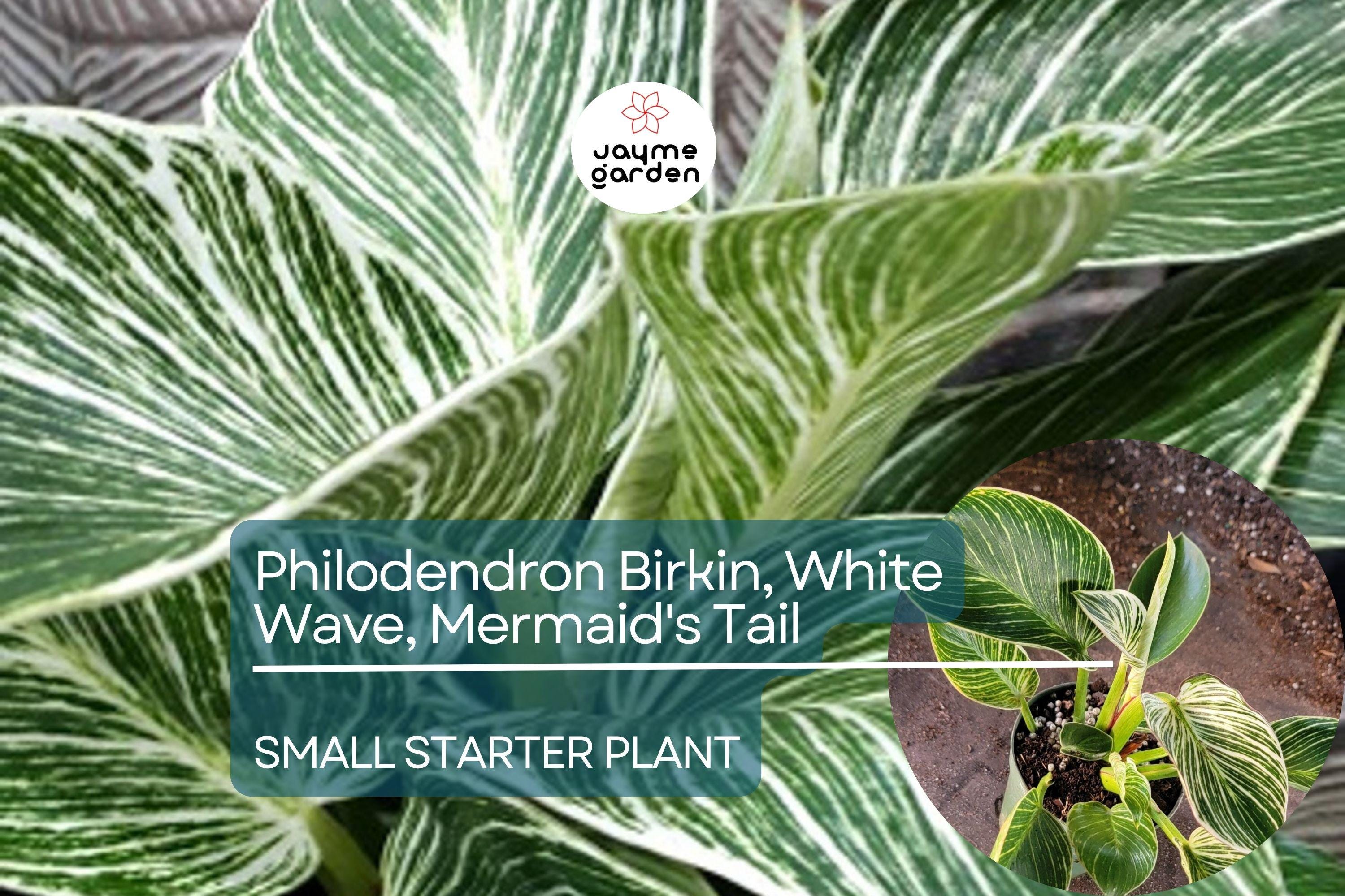 Philodendron Birkin Starter Plant - White Wave, Mermaid's Tail - Unique Variegated Foliage for Indoor Decor & Tropical Houseplant Lovers