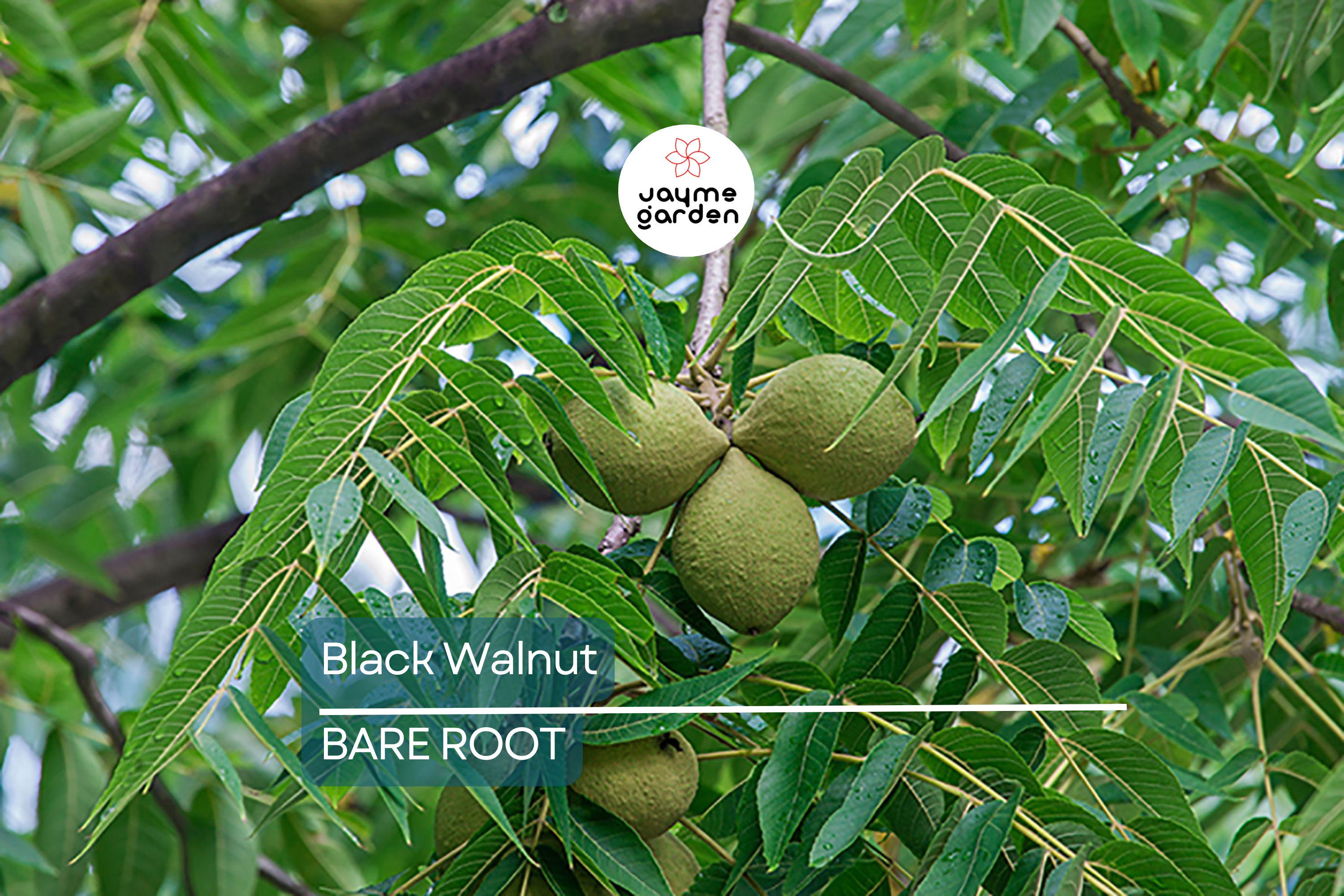 2 Black Walnut Trees 3-4' Tall | Bare Root Seedlings | Hardy Tree for USDA Zones 4-9