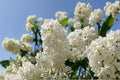 Japanese Tree Lilac Seeds –  Syringa amurensis japonica, Hardy Fragrant Flowering (10 Seeds)
