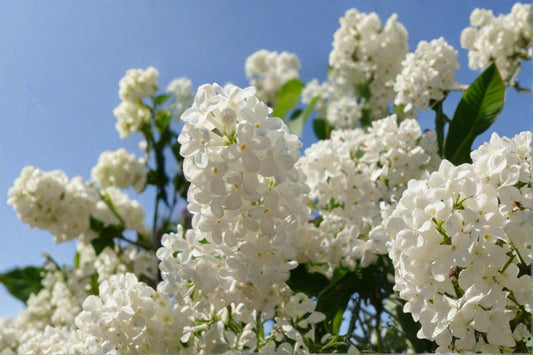 Japanese Tree Lilac Seeds –  Syringa amurensis japonica, Hardy Fragrant Flowering (10 Seeds)