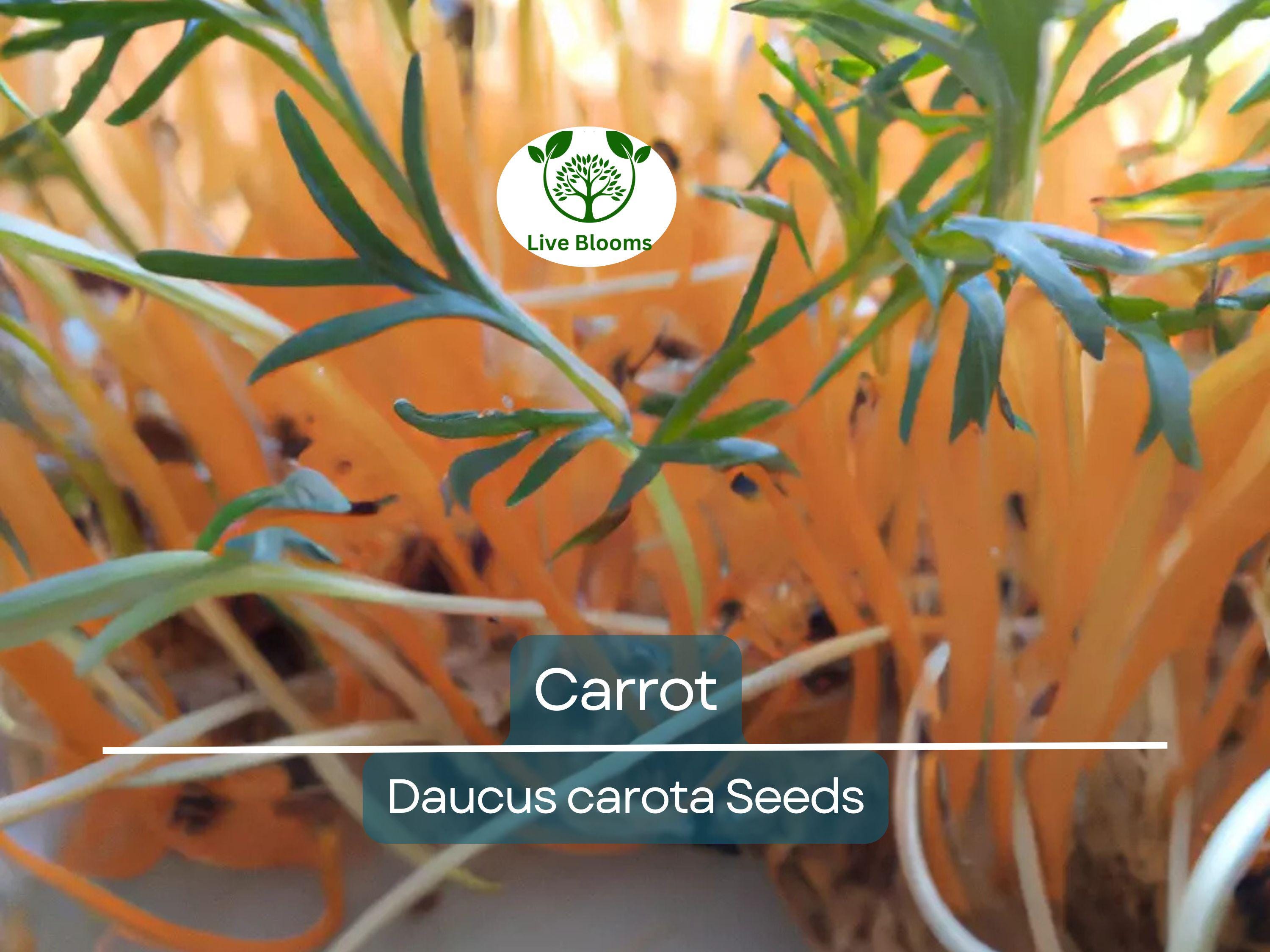 1250 Bulk Carrot Seed | Daucus carota, Microgreens for Sprouting & Planting, Organic Vegetable Seeds, Non-GMO, Fresh Home Garden Supply