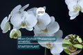 1 Moon Orchid Starter Plant - Phalaenopsis amabilis 12” | Elegant Indoor Flowering Plant