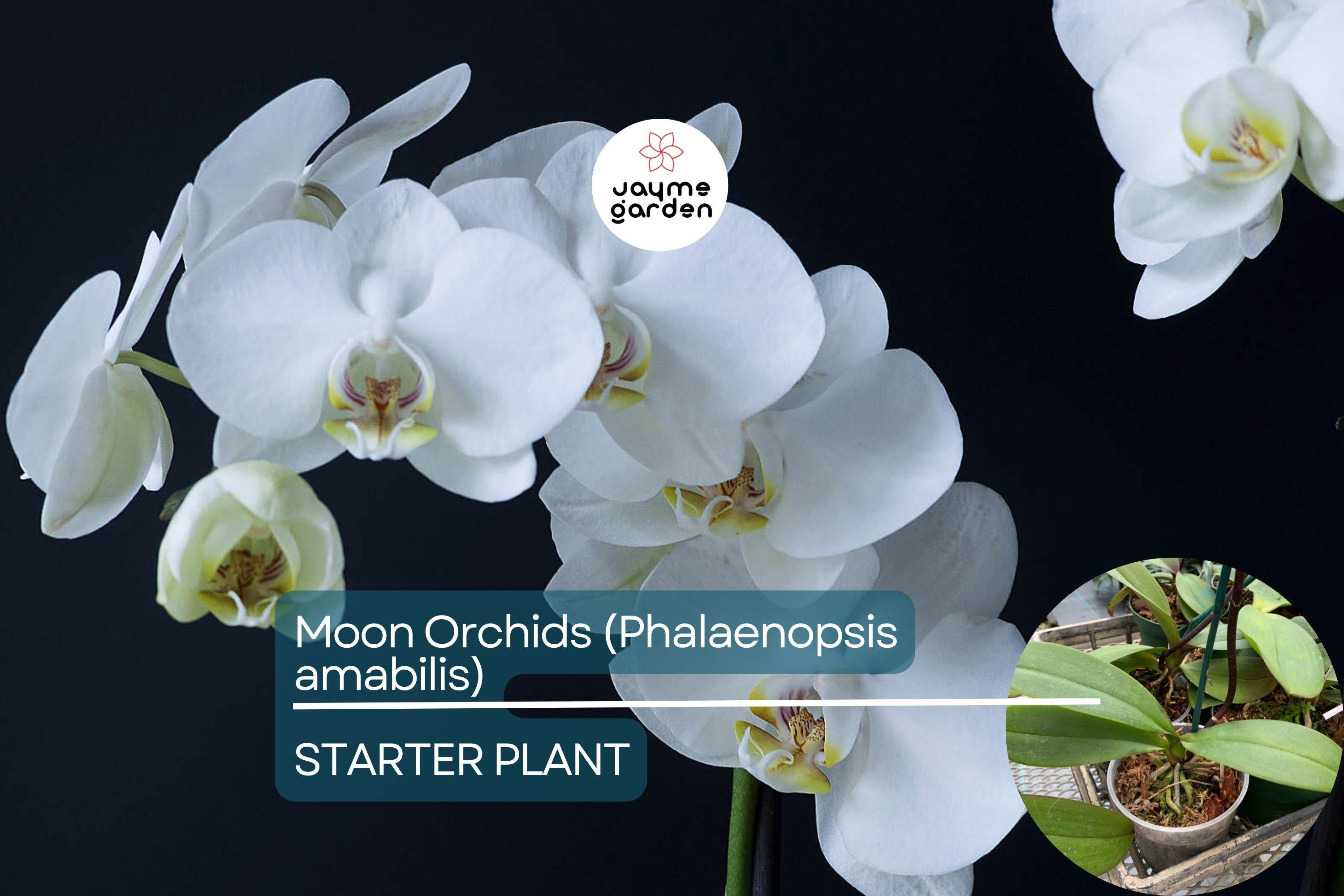 1 Moon Orchid Starter Plant - Phalaenopsis amabilis 12” | Elegant Indoor Flowering Plant