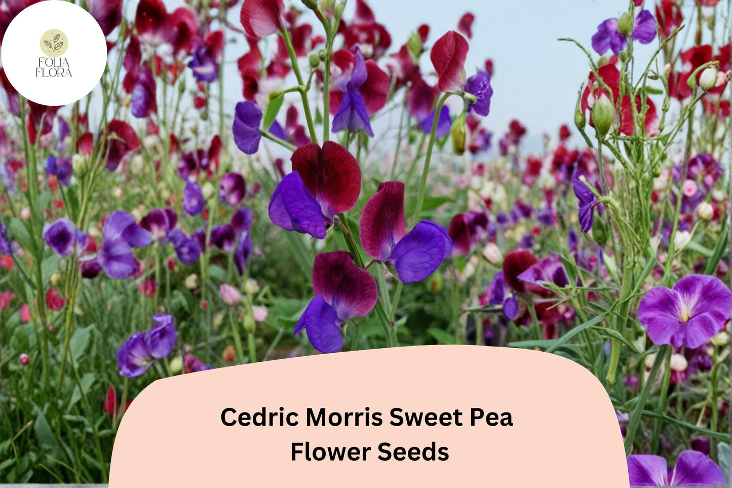 50+ Cedric Morris Sweet Pea Seeds | Fragrant Climbing Annual Flower for Garden & Cut Flower Arrangements