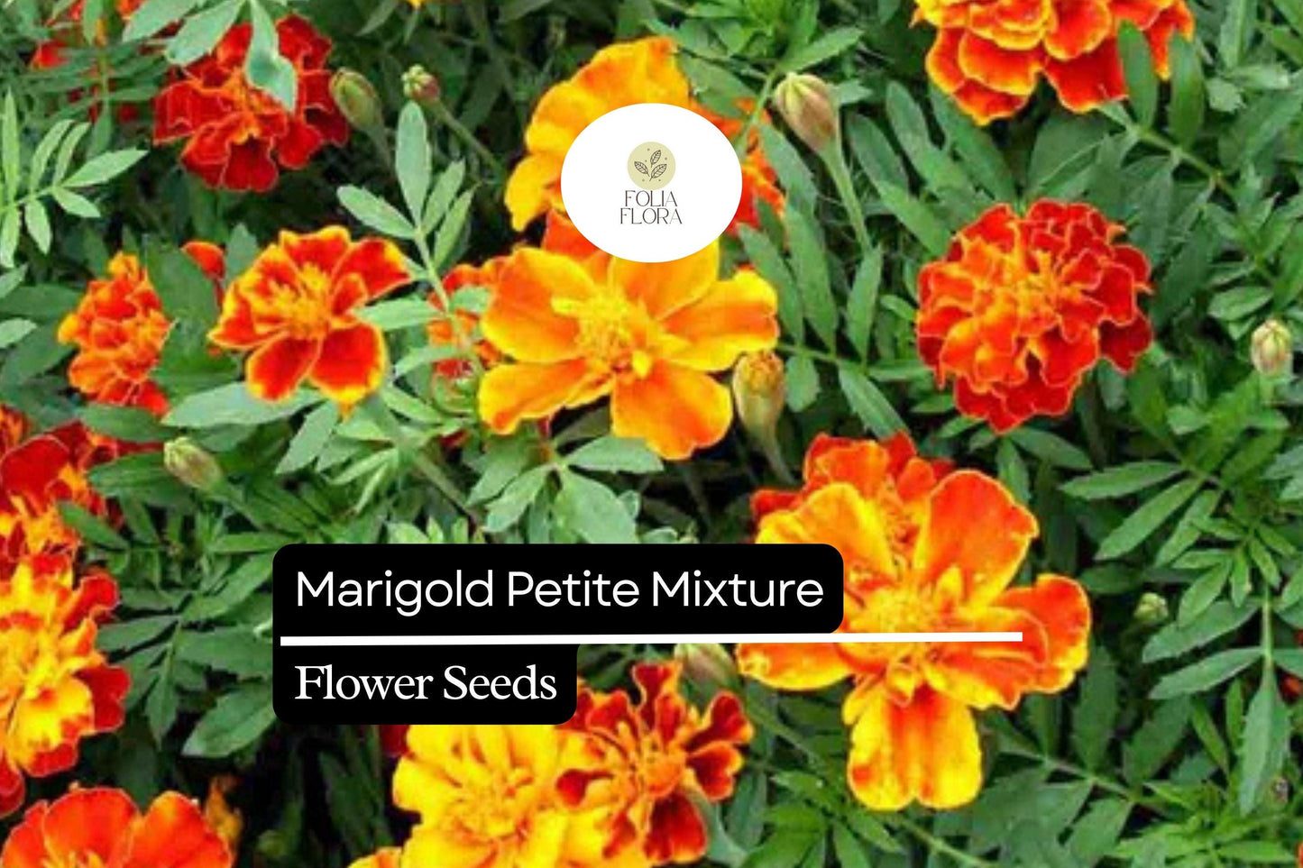 500mg Marigold Petite Mixture Seeds, Compact French Marigolds, Vibrant Blooms for Gardens & Containers