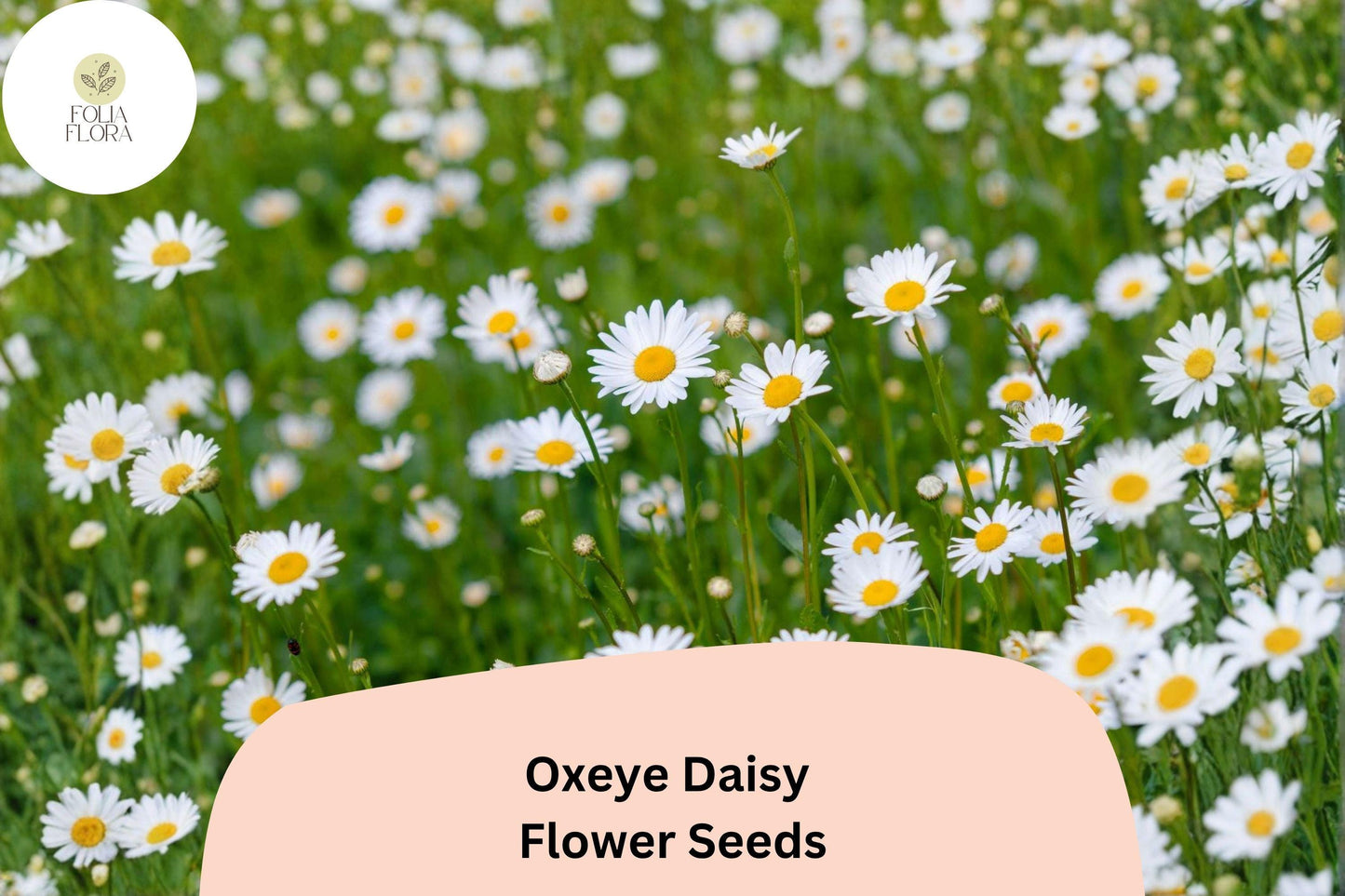200+ Oxeye Daisy Seeds | Leucanthemum vulgare | Classic White Garden Flower | Easy Wildflower Planting