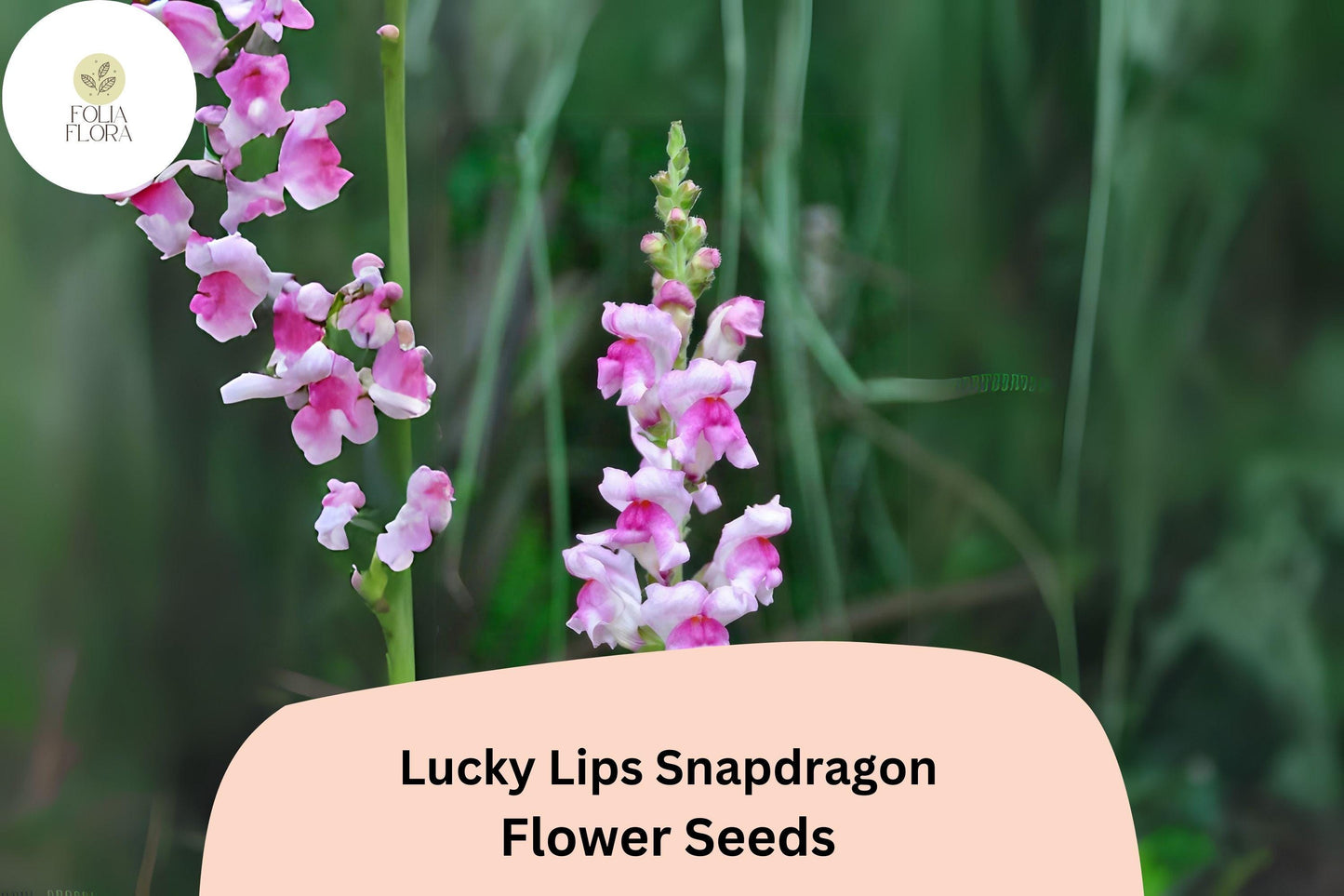 Antirrhinum majus Lucky Lips Snapdragon Seeds – 1000+ Unique Bi-Color Blooms for Garden & Cut Flowers