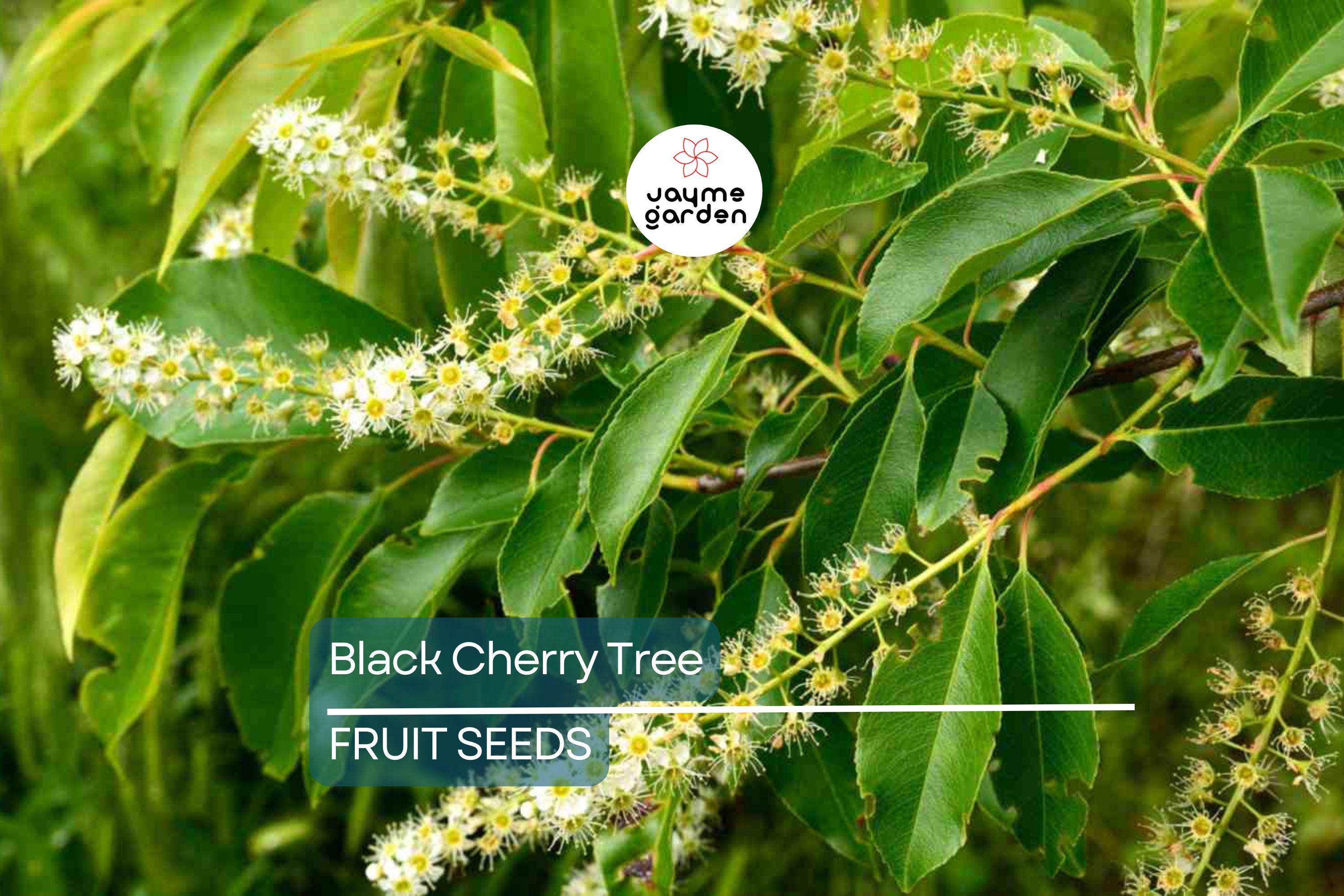 5 Black Cherry Tree Seeds (Prunus serotina) – Hardy Zones 3-9, Fast-Growing, Fall Color