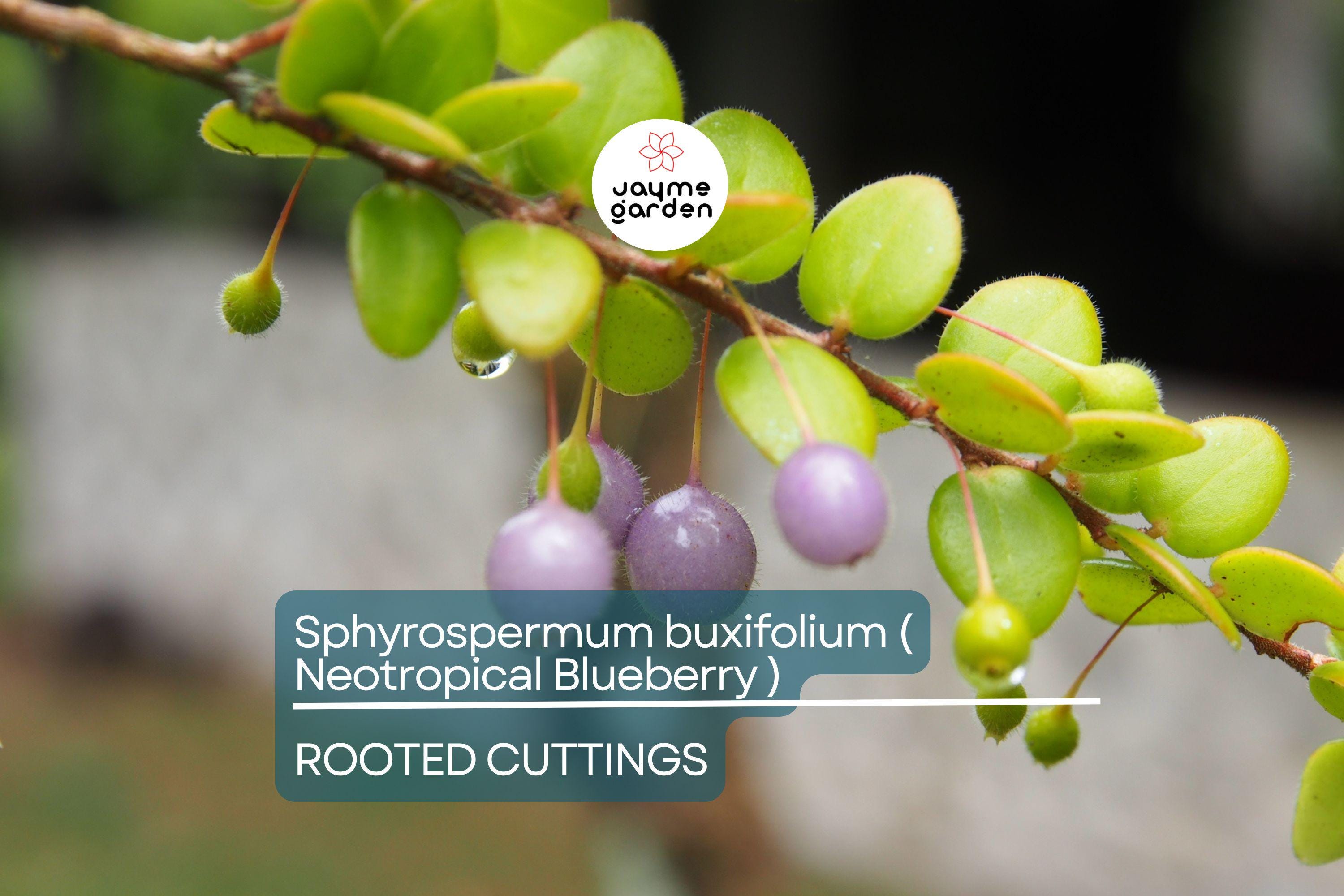 Neotropical Blueberry Sphyrospermum buxifolium Rooted Cuttings, Rare Tropical, Cool-Moderate Temp, Bright Shade, Moisture-Loving