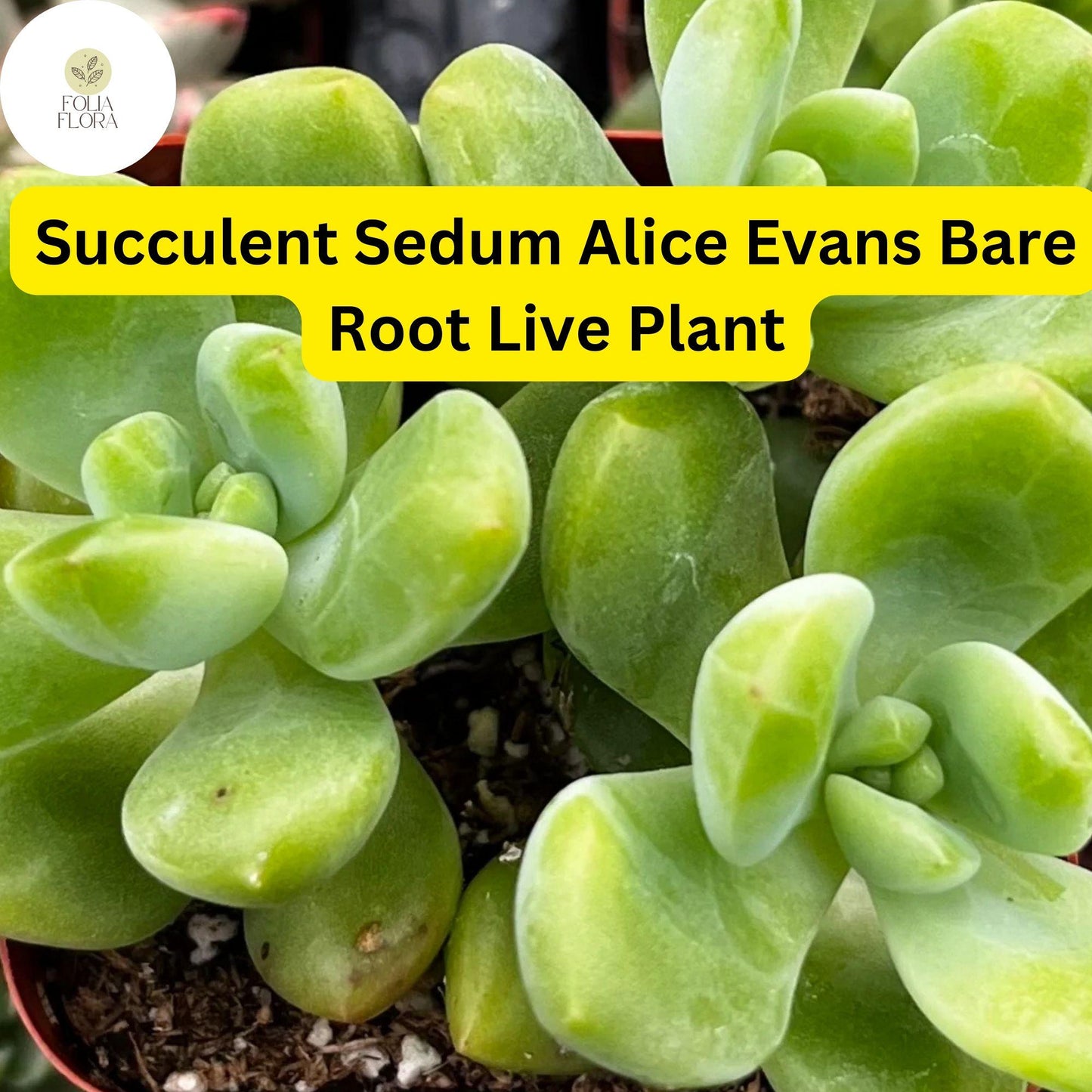 3 Bare Root Live Plants Succulent Sedum 'Alice Evans' | Stonecrop Variety, Easy Care, Drought-Tolerant, Ideal for Home & Garden