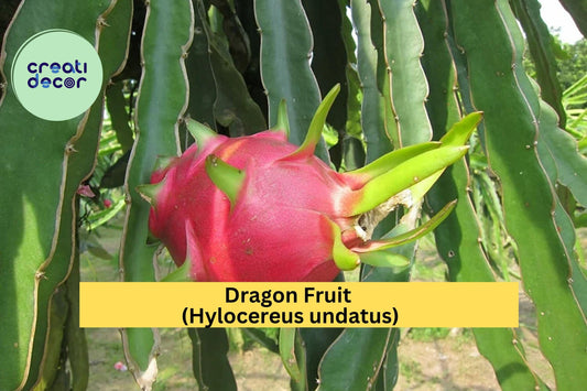 Dragon Fruit Plant – Hylocereus undatus – Live 4" Potted White Pulp Pitaya Cactus, Fast-Growing Tropical Fruit Plant