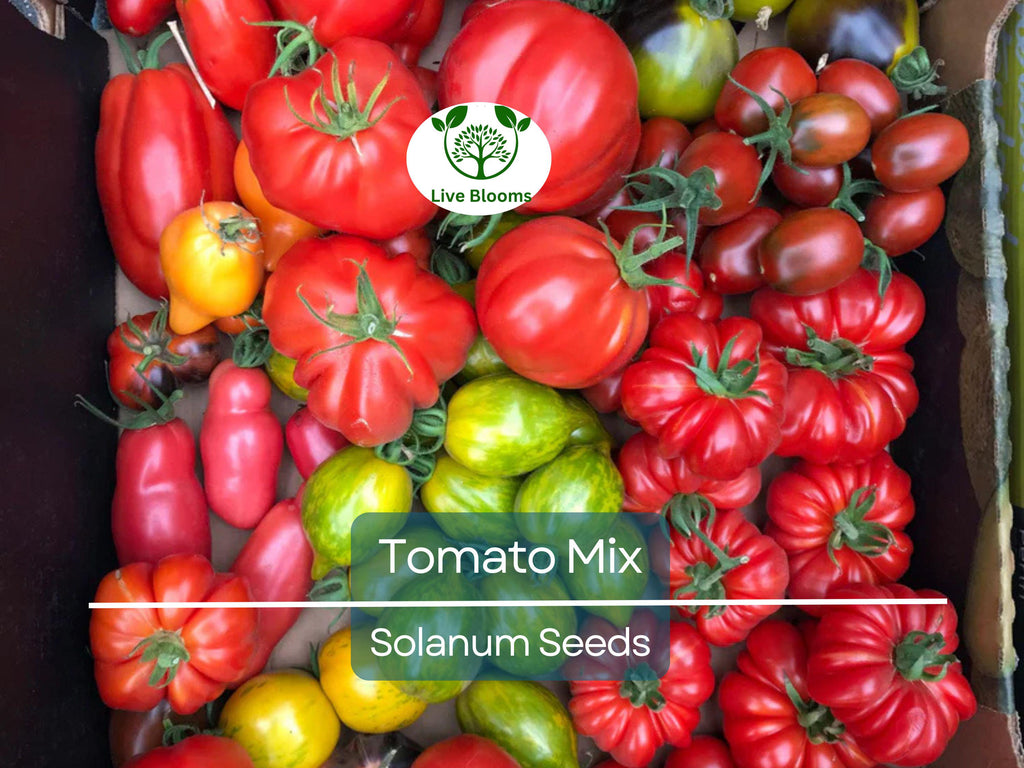 100 Heirloom Tomato Mix Seeds – Colorful Open-Pollinated Varieties | Lycopersicon esculentum | Non-GMO | Bright & Flavorful