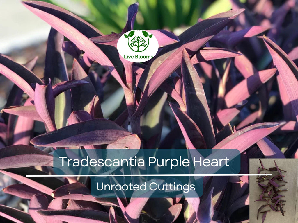 5+ Rare Wandering Jew Burgundy Purple Plant Unrooted Cuttings - Tradescantia Zebrina, Purple Foliage, Easy Propagation, Indoor Garden