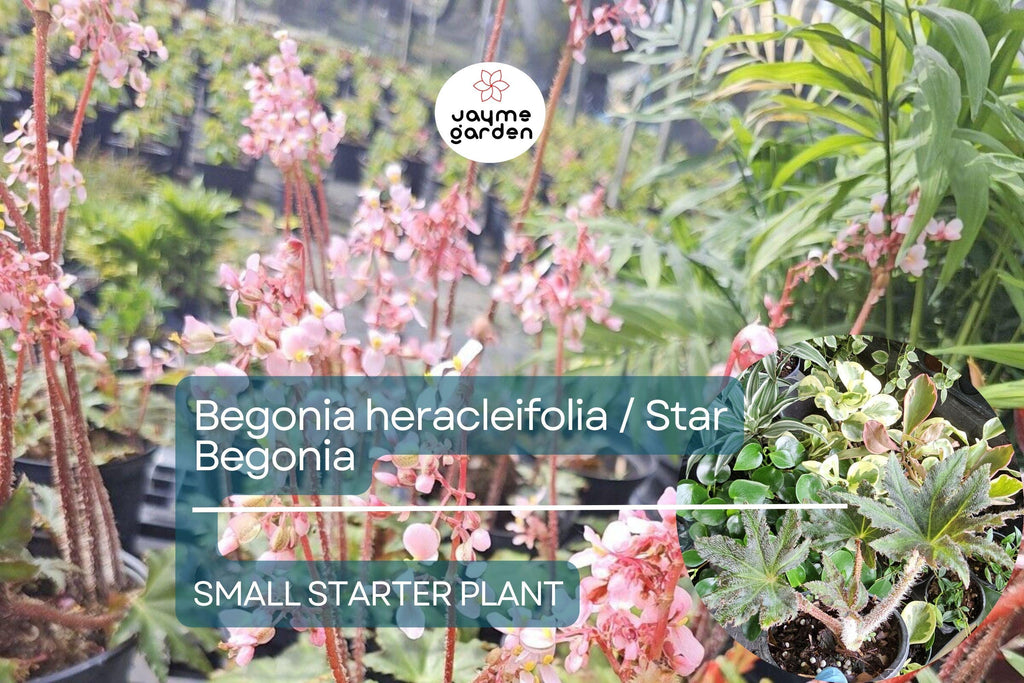 Begonia heracleifolia Starter Plant - Hybrid Rhizomatous Star Begonia - Unique Foliage for Indoor Decor, Terrariums & Tropical Gardens