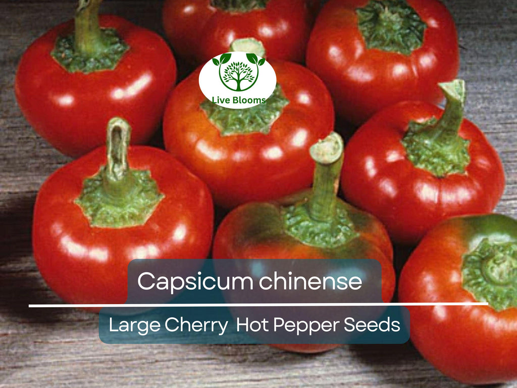 30 Seeds Large Cherry Hot Pepper (Capsicum annuum) – Sweet & Spicy, Cherry-Style Pepper for Planting, Great for Salsa, Salads and Hot Sauces