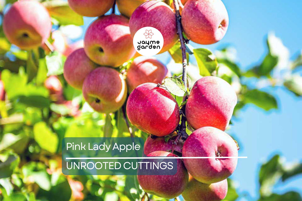 1 Pink Lady Apple Scions – 5" Organic Non-GMO Cuttings for Grafting Fruit Trees