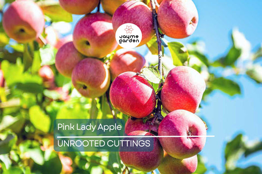 1 Pink Lady Apple Scions – 5" Organic Non-GMO Cuttings for Grafting Fruit Trees